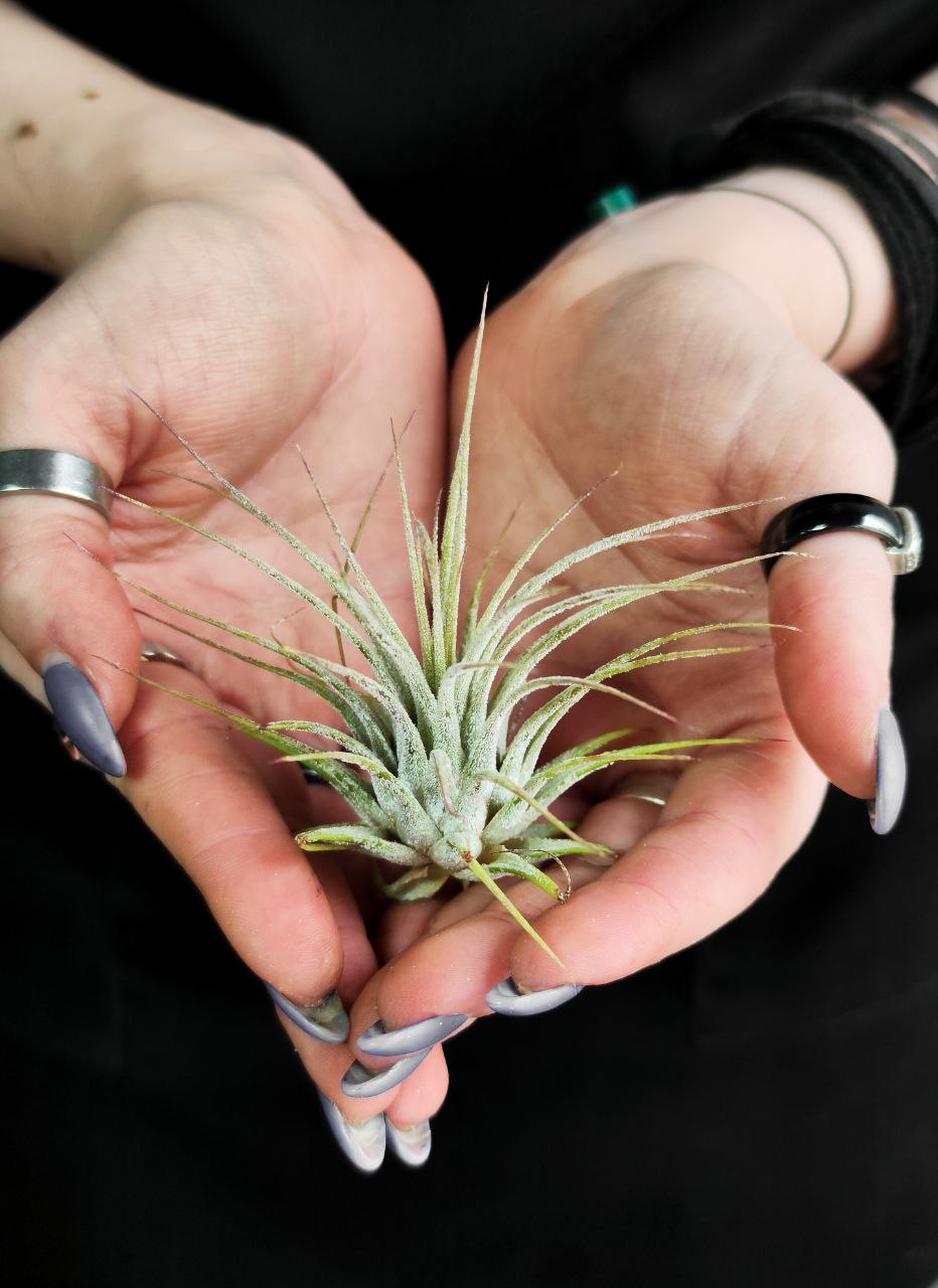 Тилландсия Ионанта Вайт (Tillandsia Ionantha White)