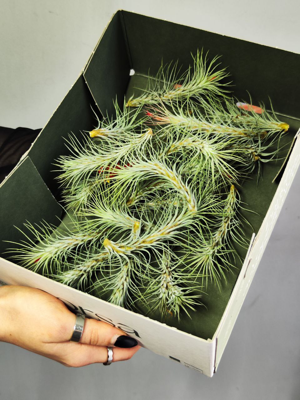 Тилландсия Фанкиана Мини (Tillandsia Funckiana Mini)