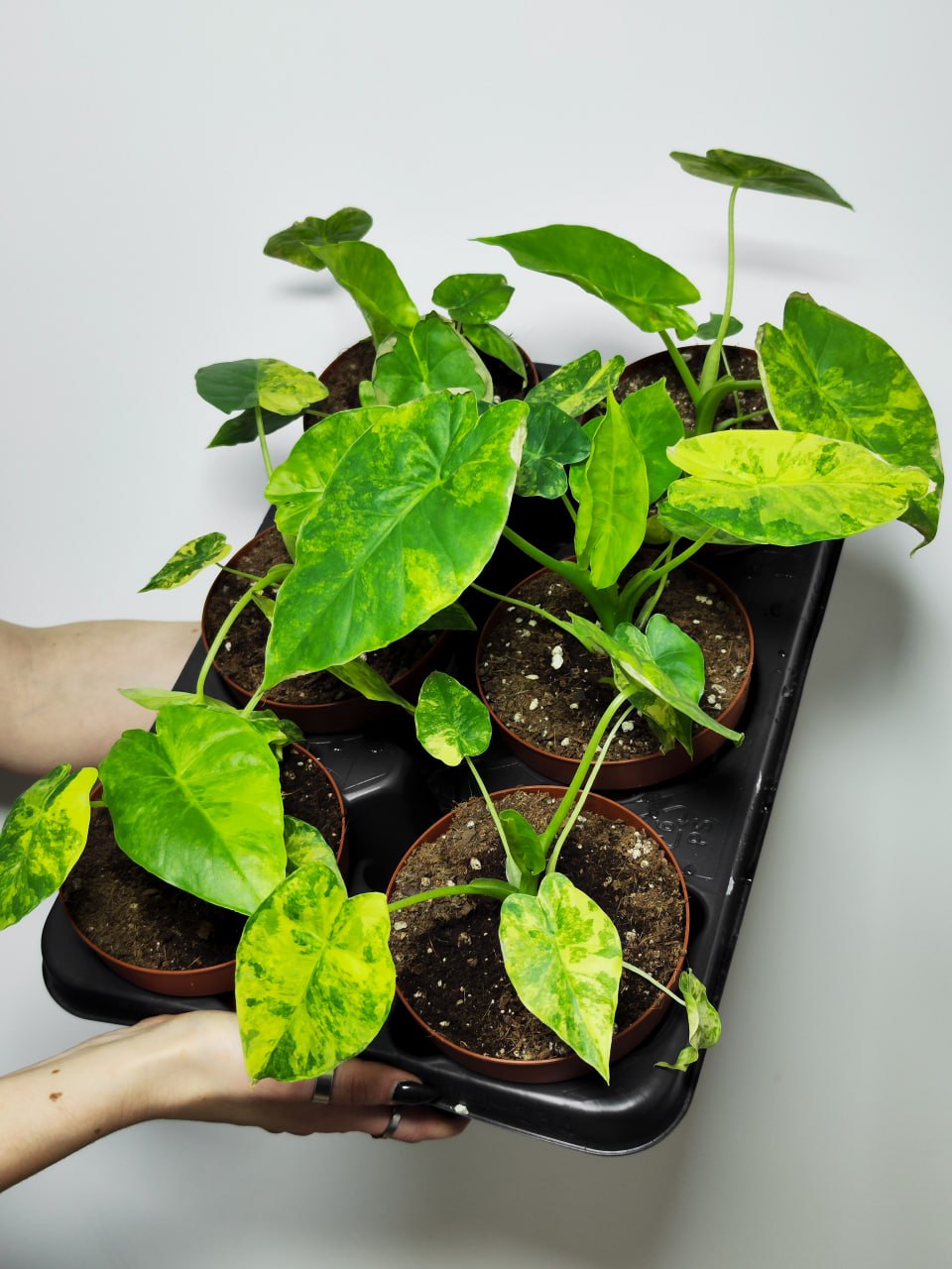 Алоказия Гагеана Вариегатная Ауреа (Alocasia Gageana Variegated Aurea) D8см