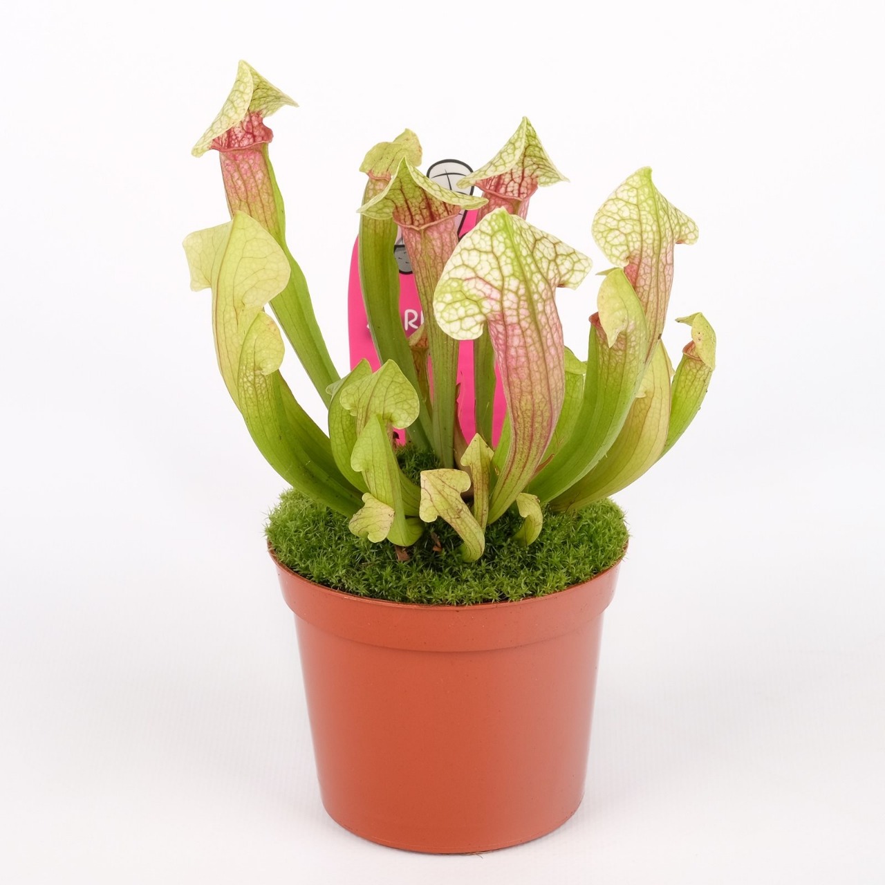 Саррацения Эва (Sarracenia Eva) D9см