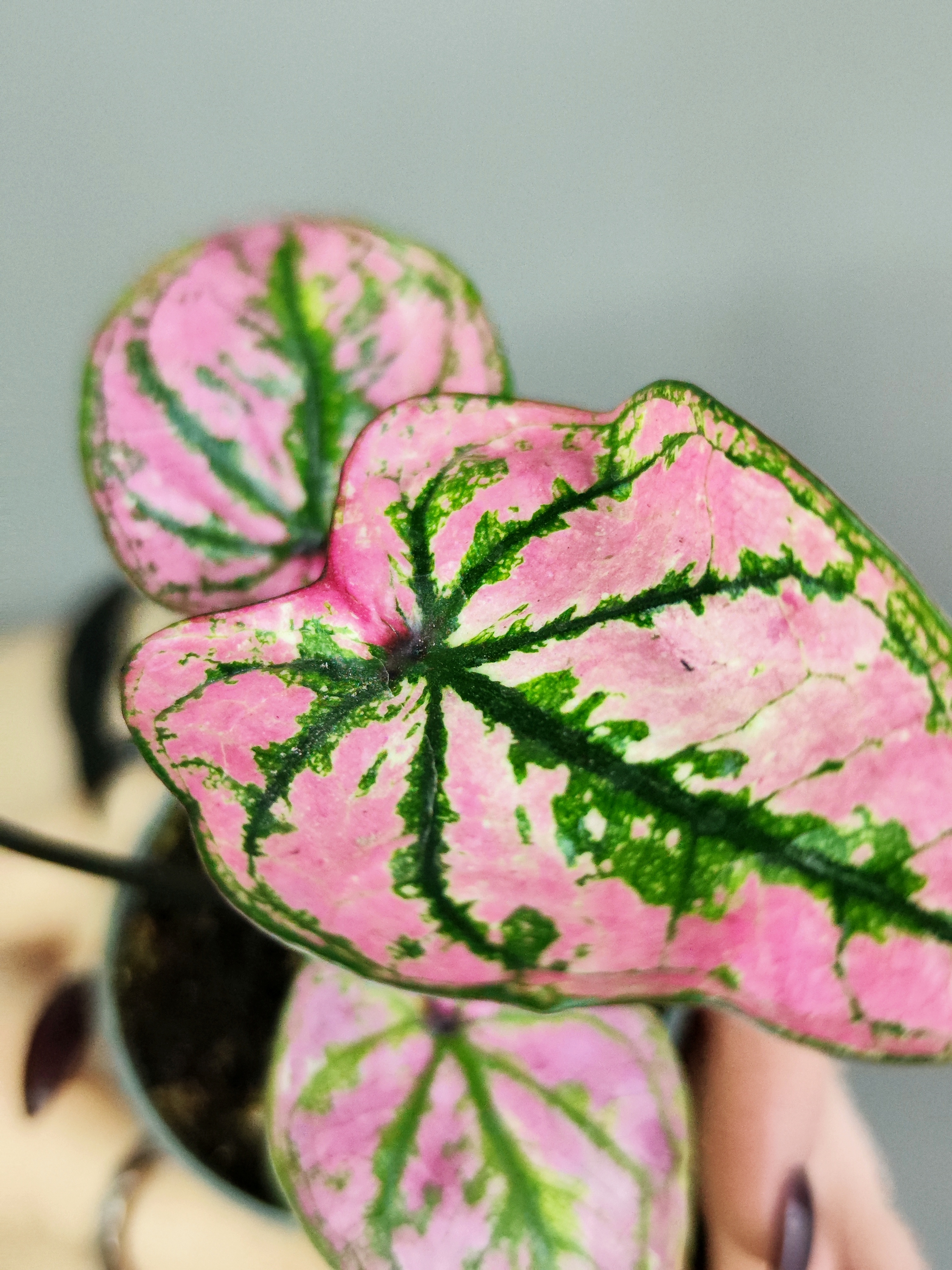 Каладиум Светло - Пурпурный (Caladium Purple Light) D6см