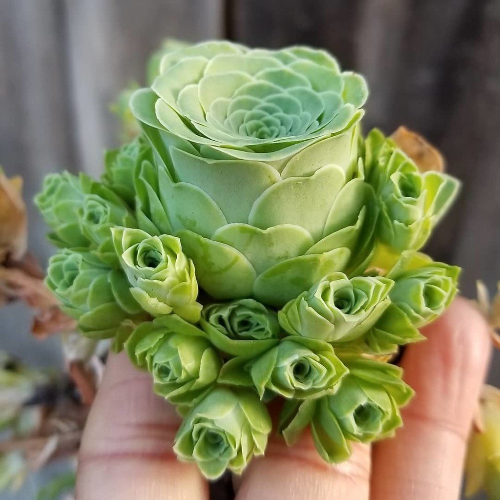 Гриновия Диплоциклум (Greenovia Diplocycla) D5см