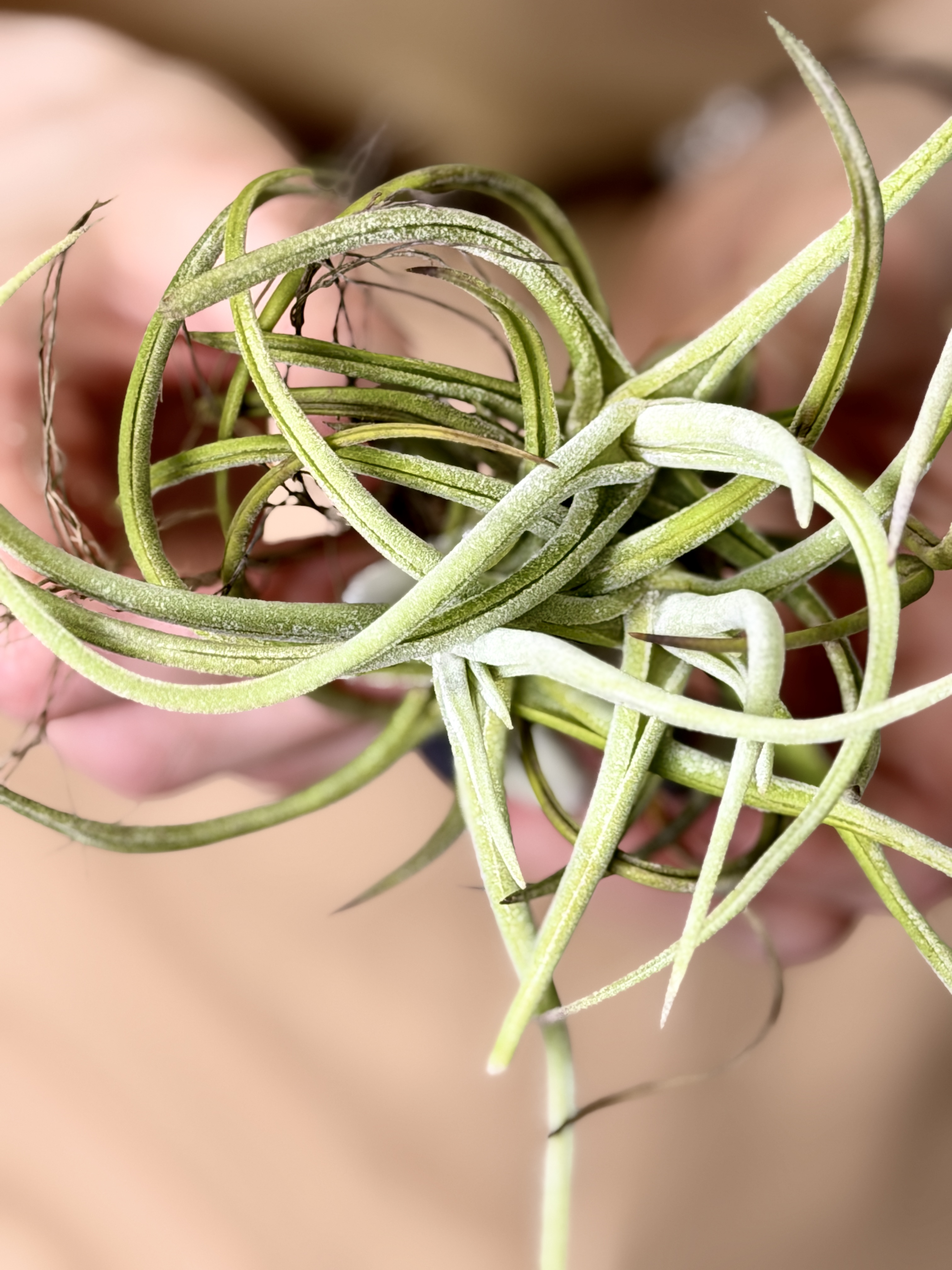 Тилландсия Глабиор (Tillandsia Glabior)