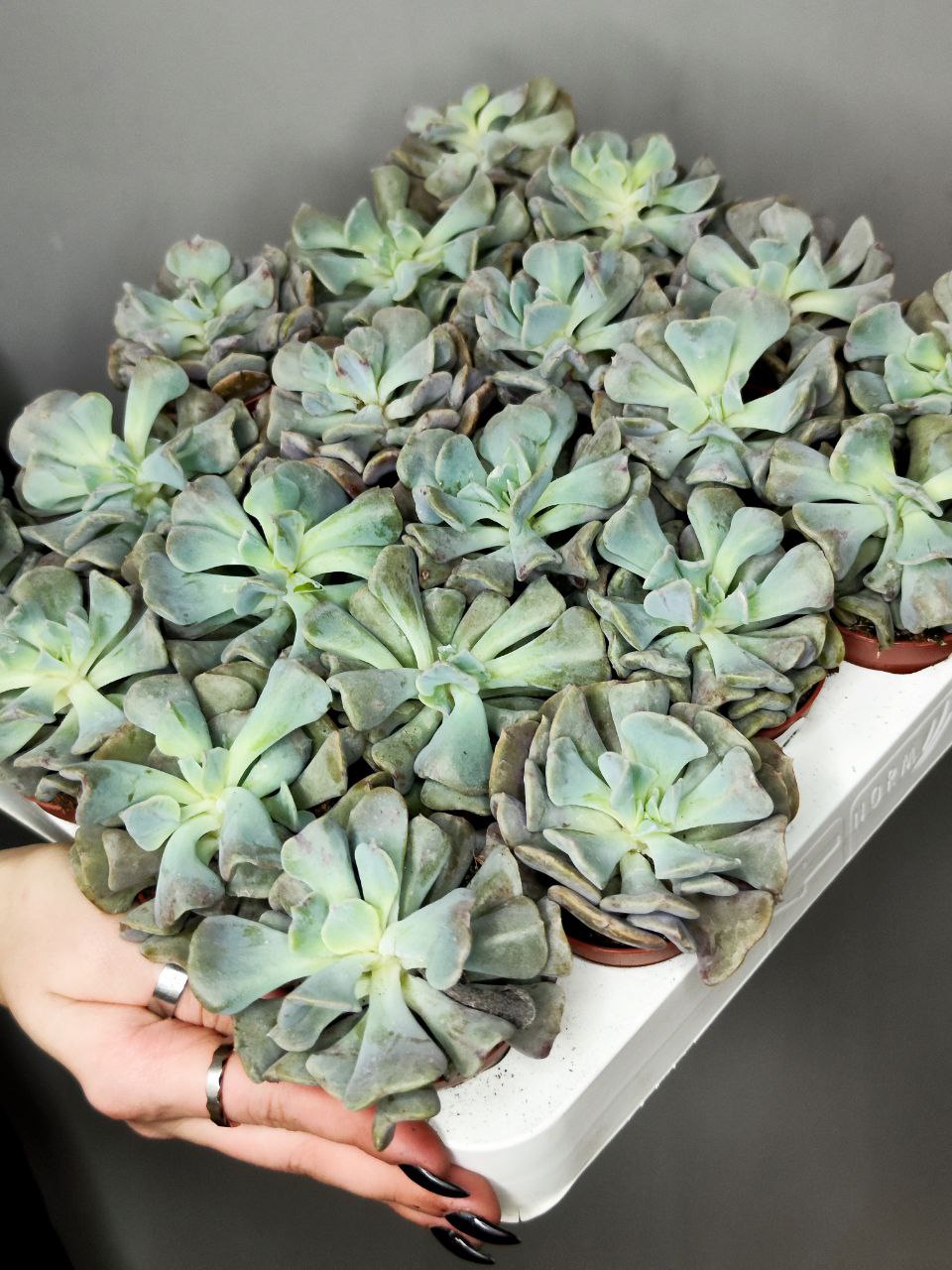 Эхеверия Кубик Фрост (Echeveria Cubic Frost) D5см