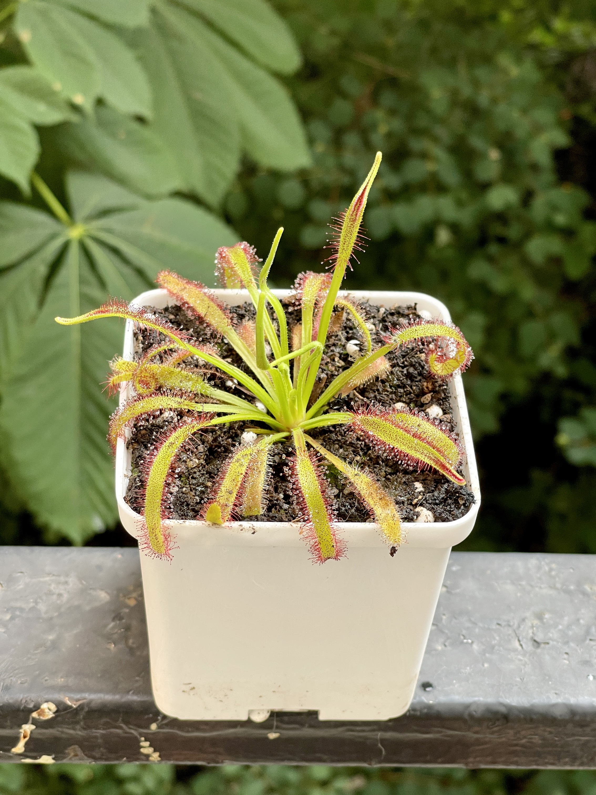 Росянка Капская с широкими листьями (Drosera capensis Broad Leaf) D8см