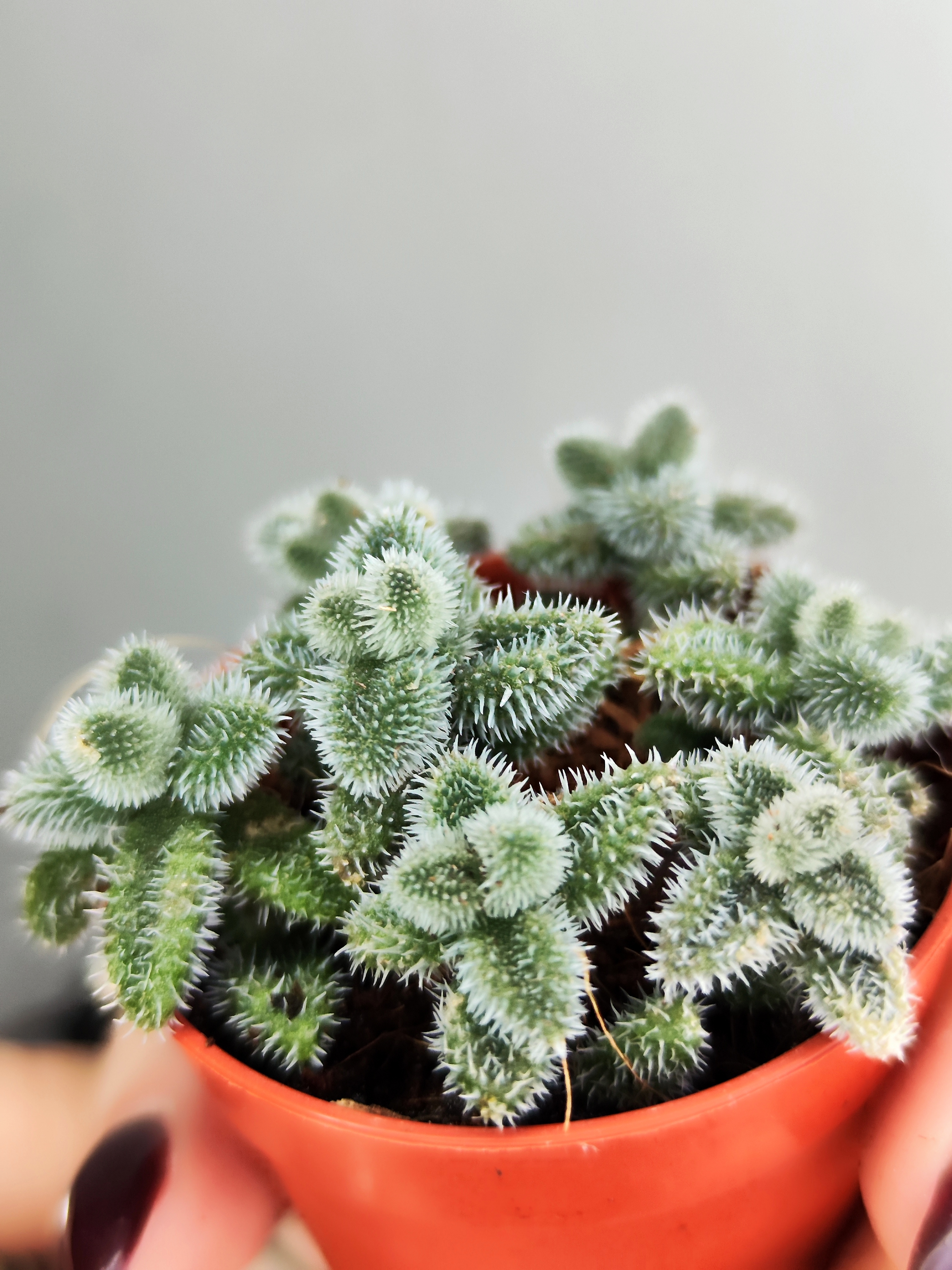 Делосперма Эхинатум (Delosperma Echinatum) D5см