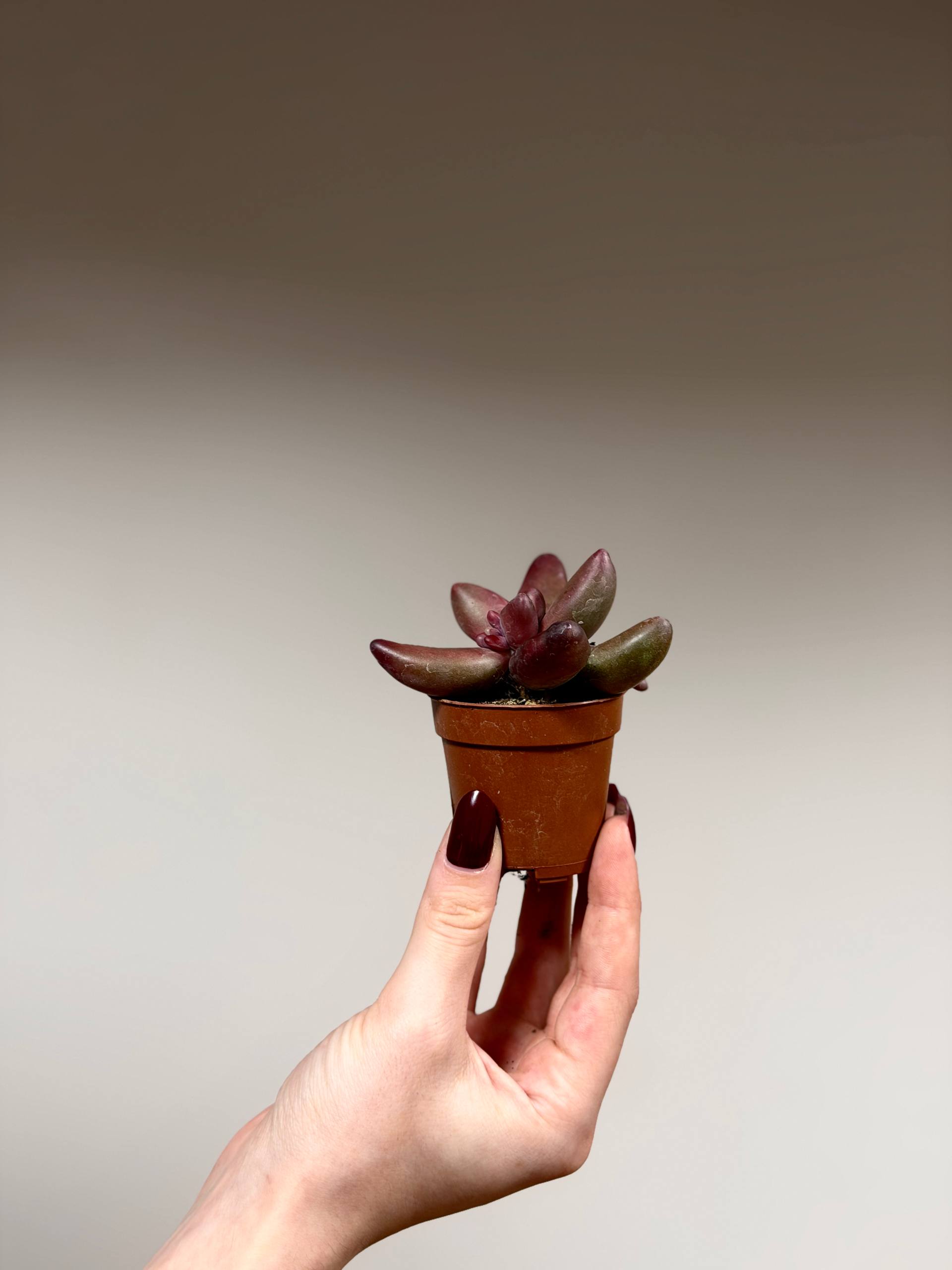 Пахифитум Ганьчжоу (Pachyphytum Ganzhou) D5см