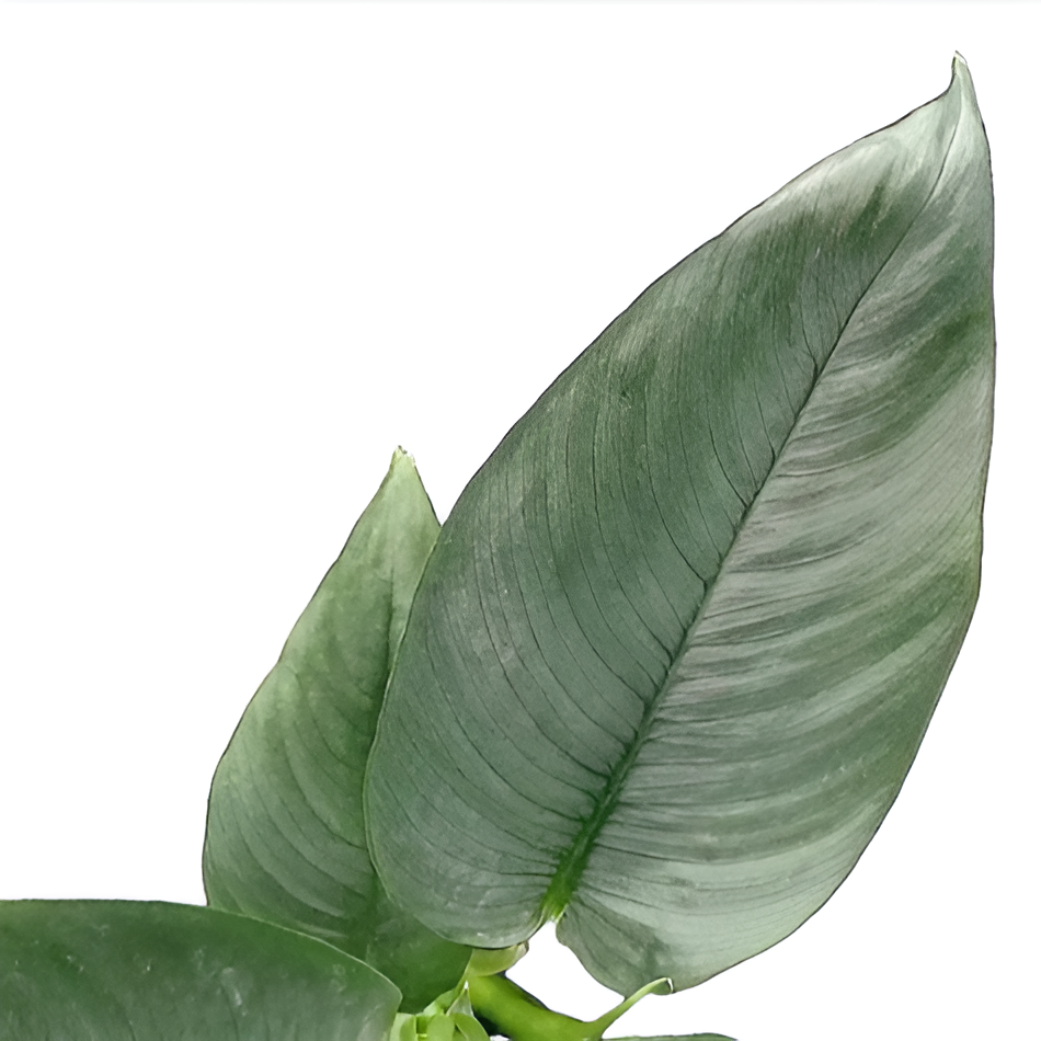 Шизматоглоттис Хендрик (Schismatoglottis Hendrikii) D10см