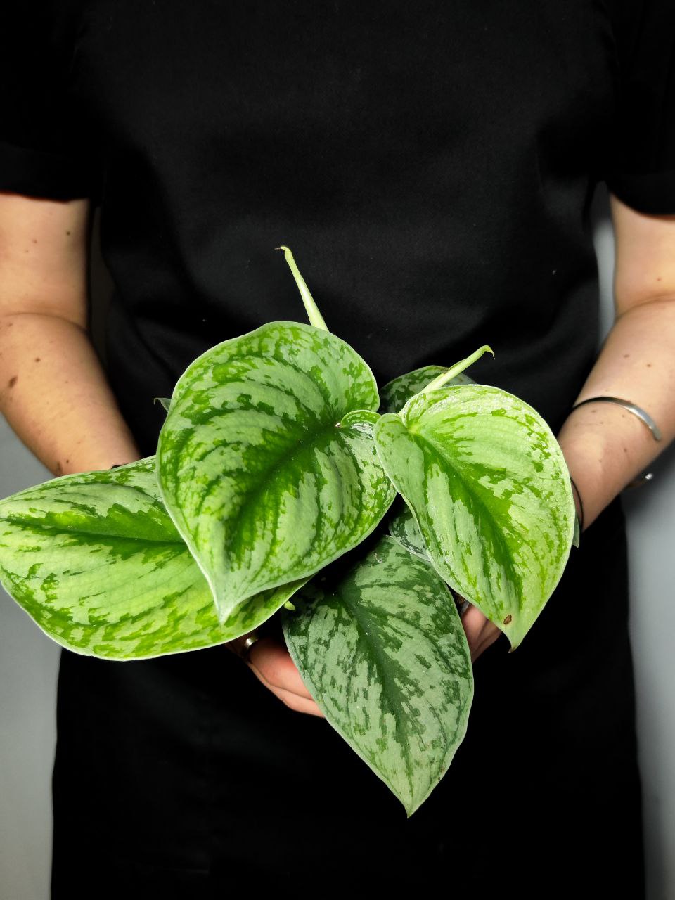 Сциндапсус Пиктус Экзотика (Scindapsus Pictus Exotica) D12см