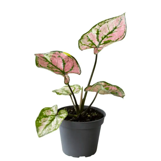 Каладиум Светло - Пурпурный (Caladium Purple Light) D6см