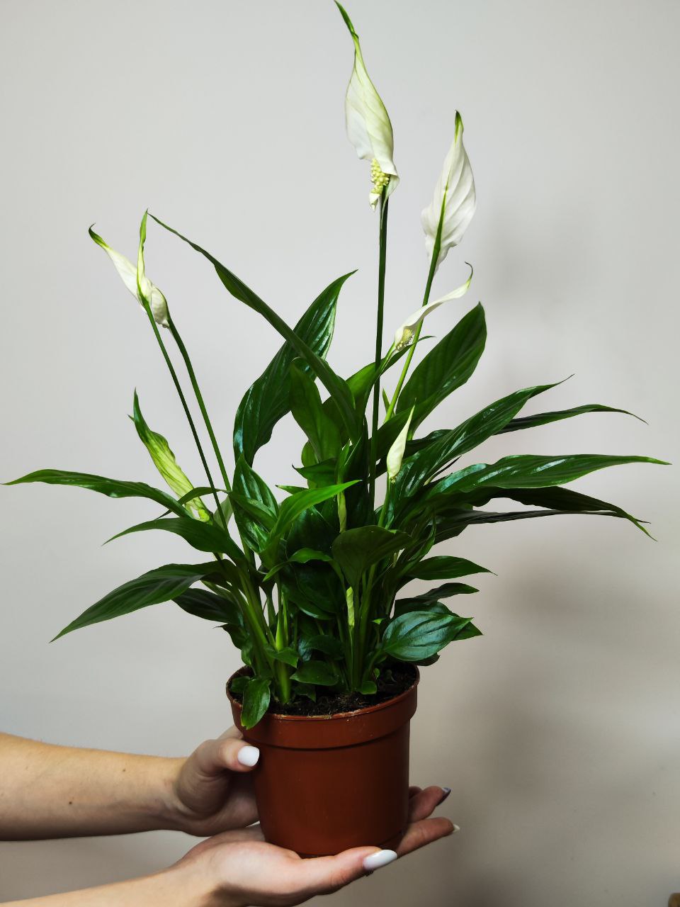 Спатифиллум Беллини (Spathiphyllum Bellini) D12см