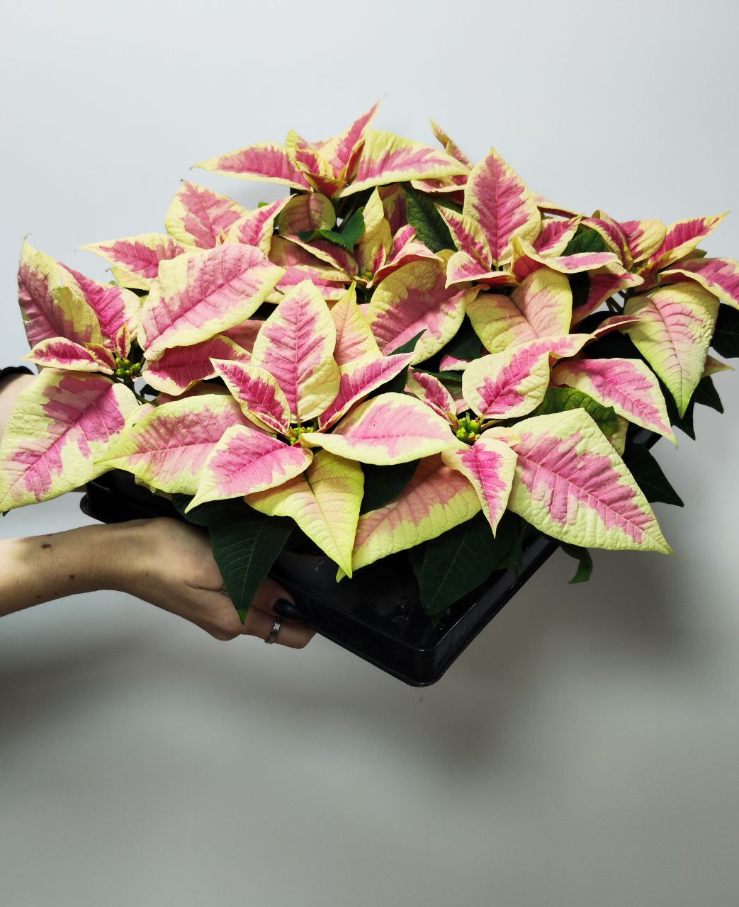 Пуансеттия Вариегатная Пинк (Poinsettia Pink Variegated) D6см