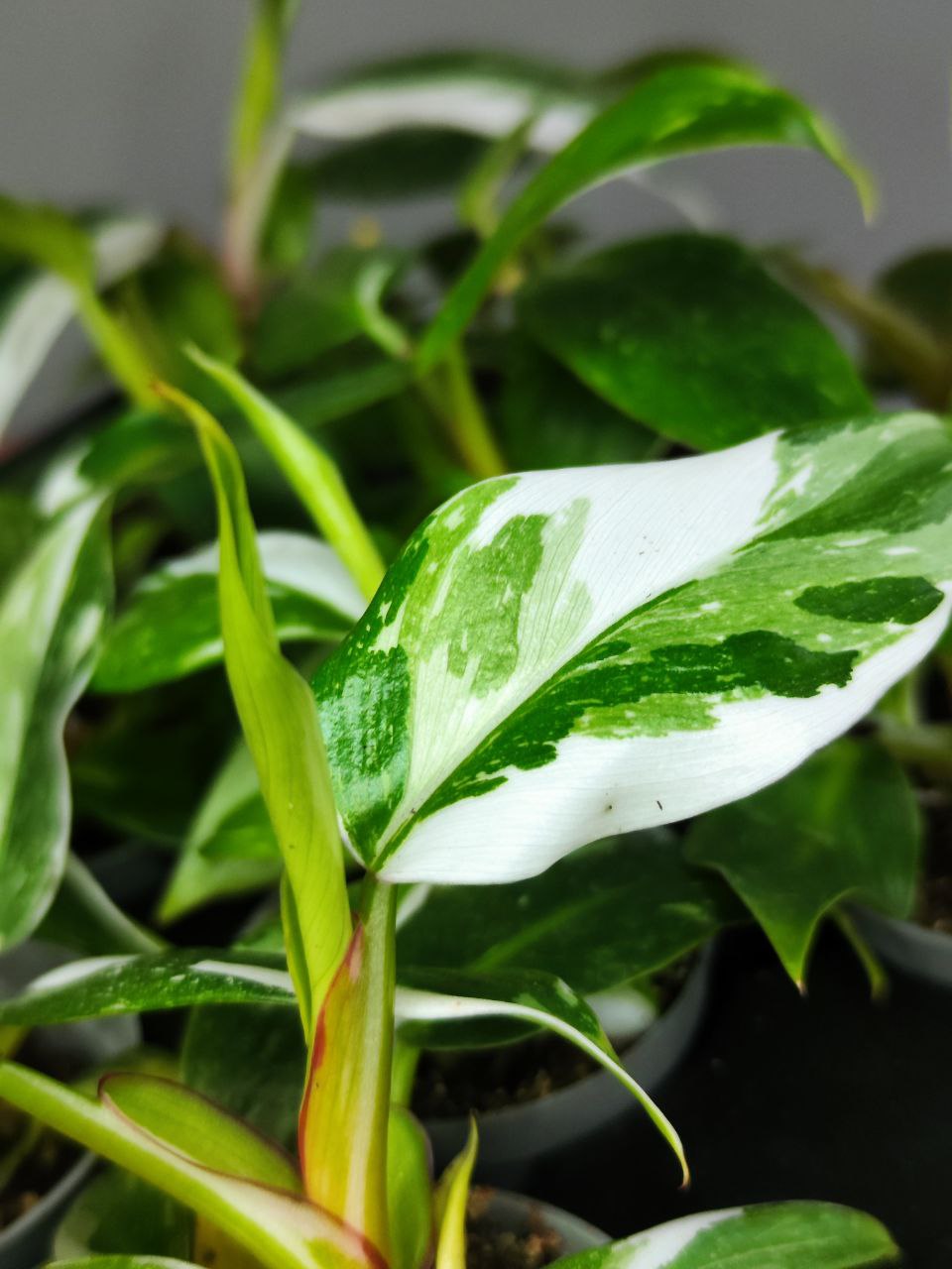 Филодендрон Вайт Принцесс (Philodendron White Princess) D6см