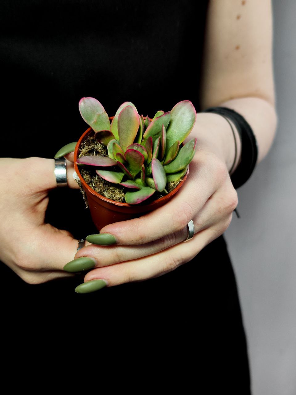 Крассула Платифилла Вариегатная (Crassula Platyphylla Variegata) D5см