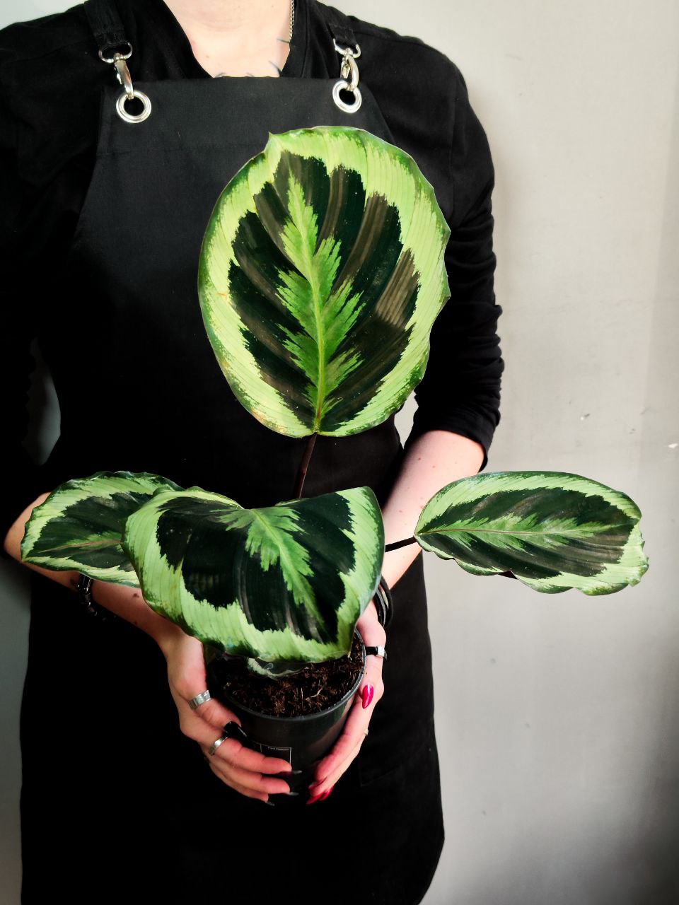 Калатея Марион Шайнстар (Calathea Marion Shinestar) D12см