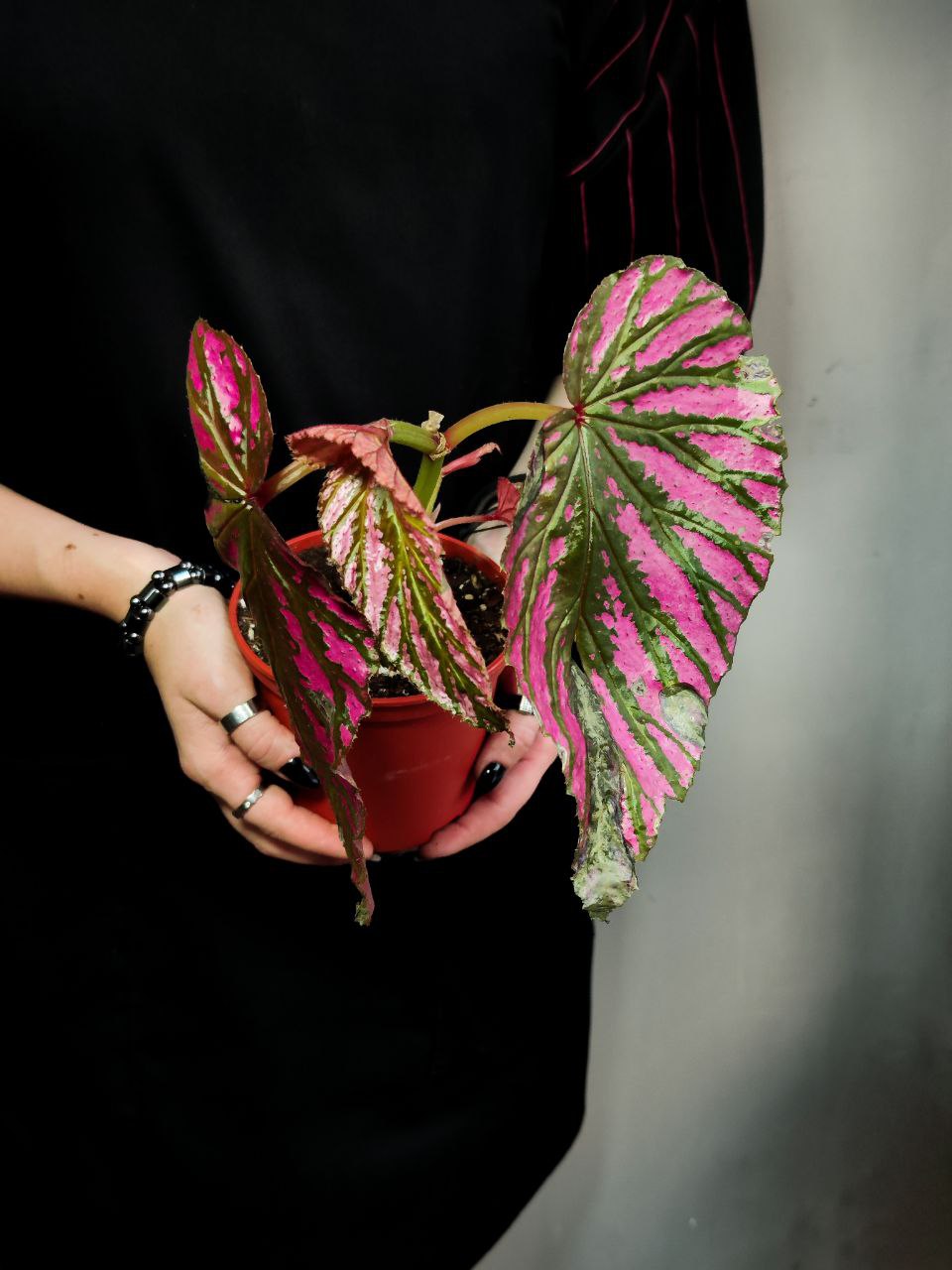 Бегония Бревиримоза Экзотика (Begonia Brevirimosa Exotica) D12см