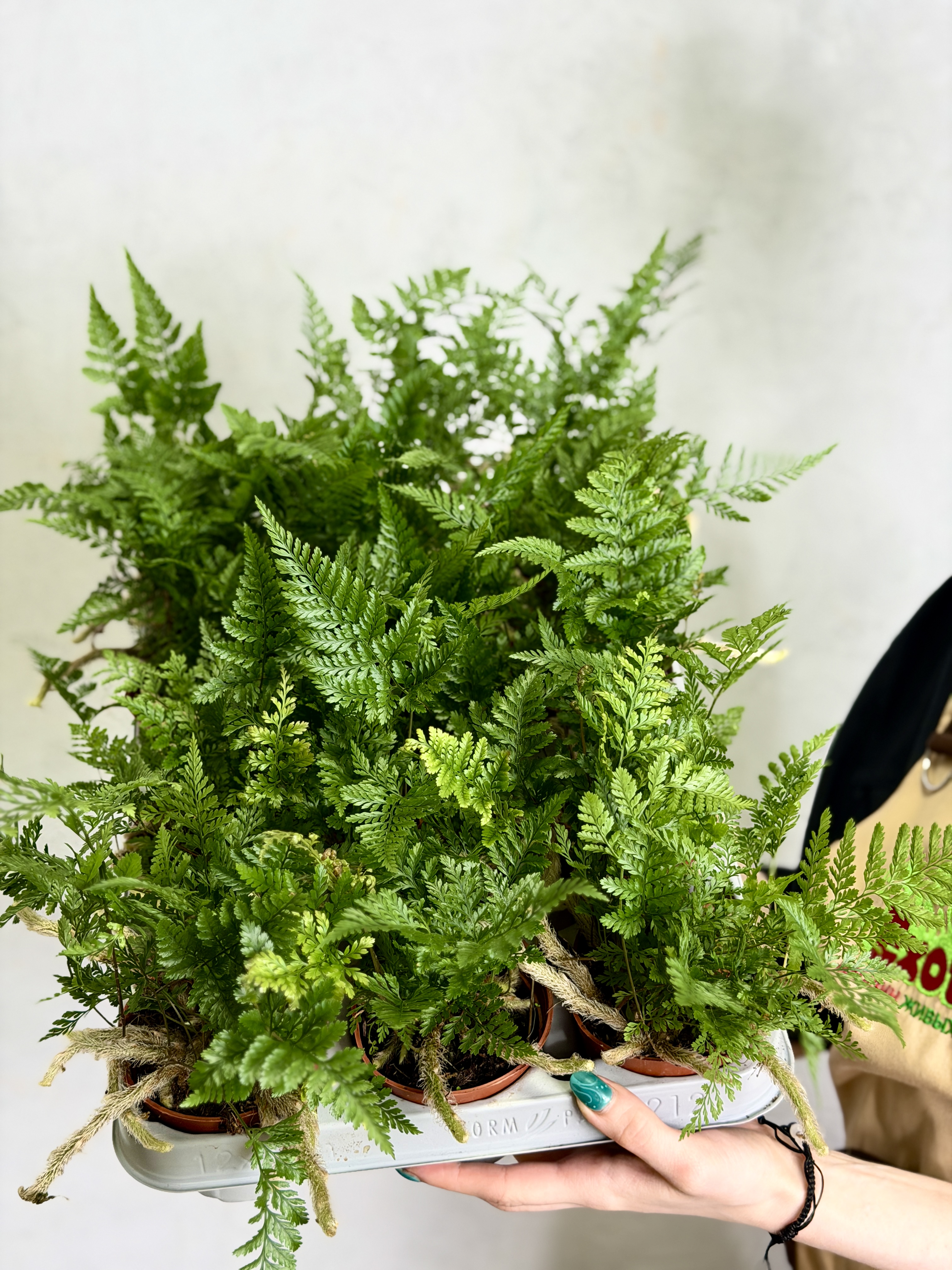 Даваллия Фиджийская (Davallia Fijiensis) D8,5см