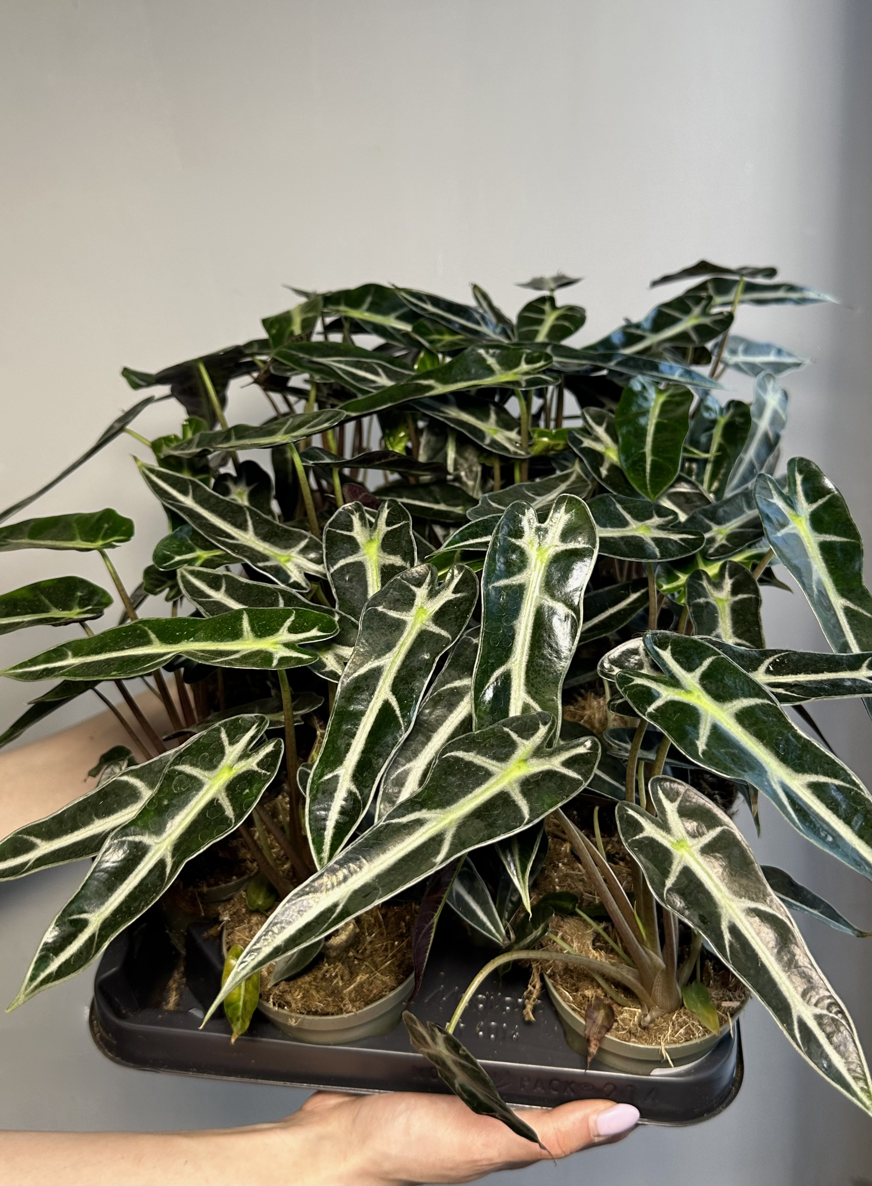 Алоказия Бамбино Эрроу (Alocasia Amazonica Bambino Arrow) D9см