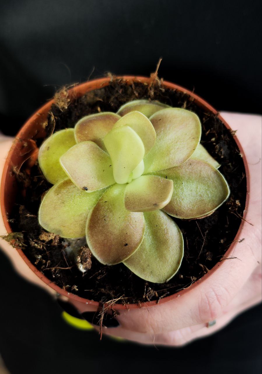 Жирянка Весера (Pinguicula Weser) D9см