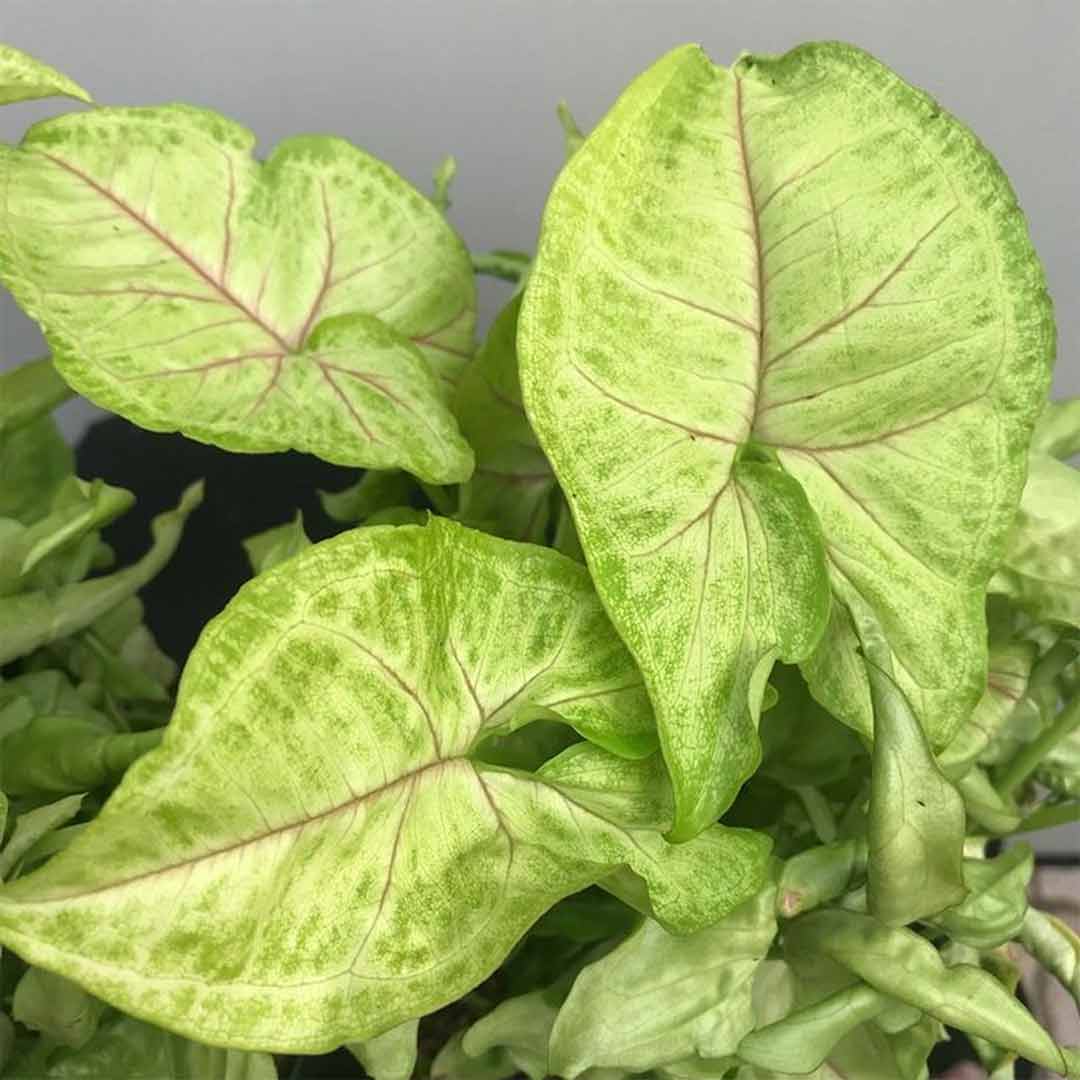 Сингониум Голден Элюжен (Syngonium Golden Allusion) D6см