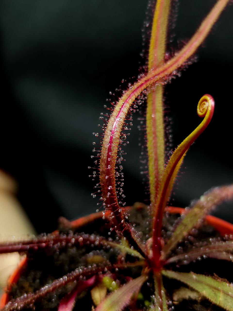 Росянка Адель (Drosera Adelae) D9см