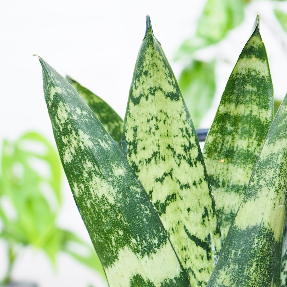 Сансевиерия Зейланика Фан (Sansevieria Zeylanica Fan) D6см