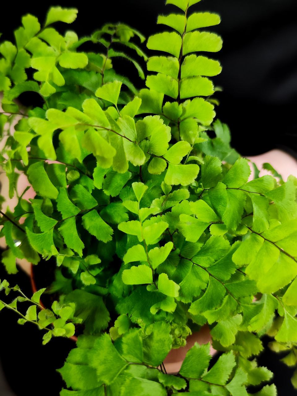 Адиантум Бронз Венус (Adiantum Bronze Venus) D8,5см