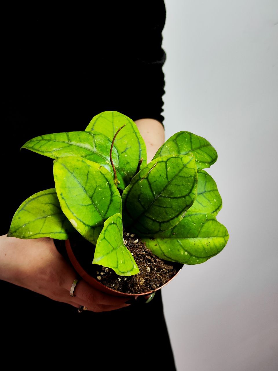 Хойя Каллистофила Вена (Hoya Callistophylla Vena) D12см