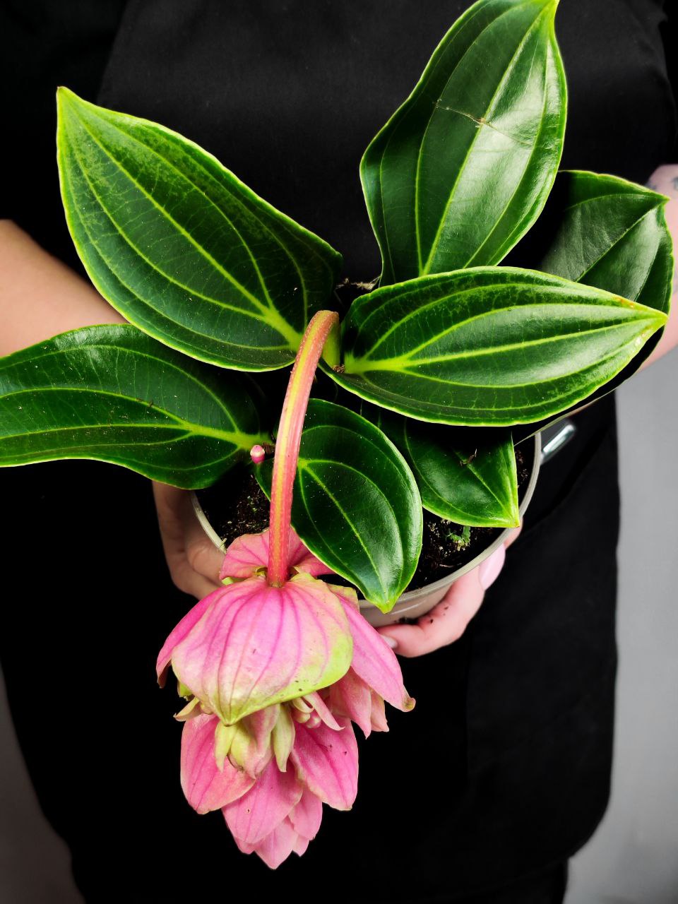 Мединилла Кэнди Пикколино (Medinilla Candy Piccolino) D14см