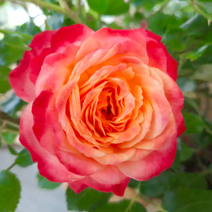 Роза Даника комнатная Метеор (Rosa Danica "Meteor") D6см