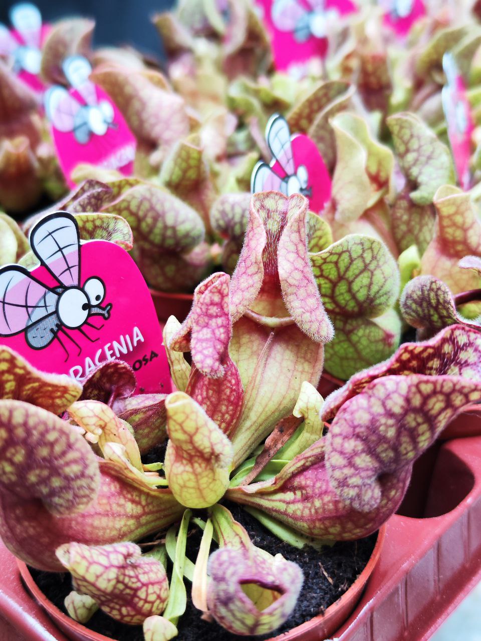 Саррацения Веноза Красная (Sarracenia Venosa Red) D9см