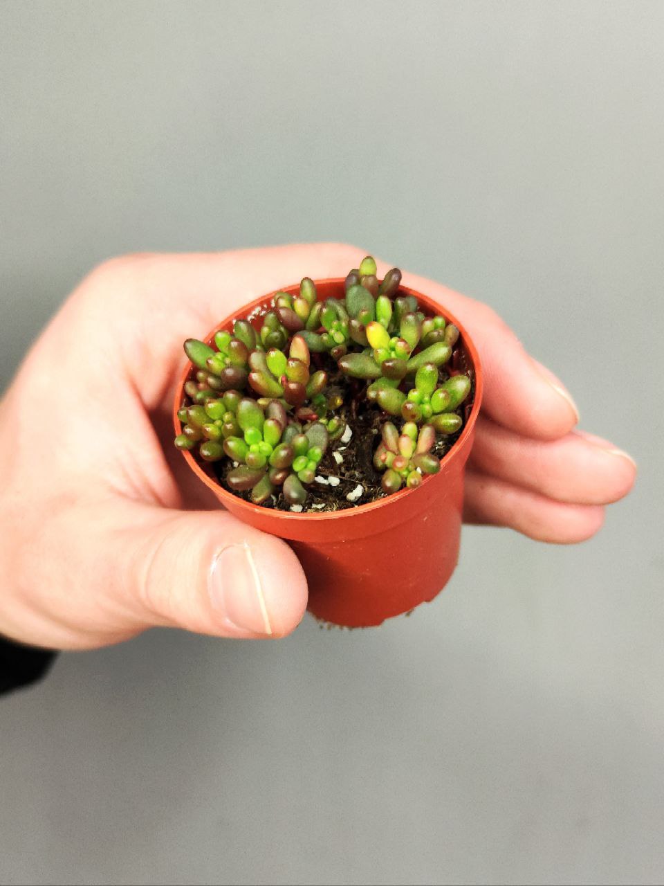 Седум Рубротинктум Мини (Sedum Rubrotinctum Mini) D5см