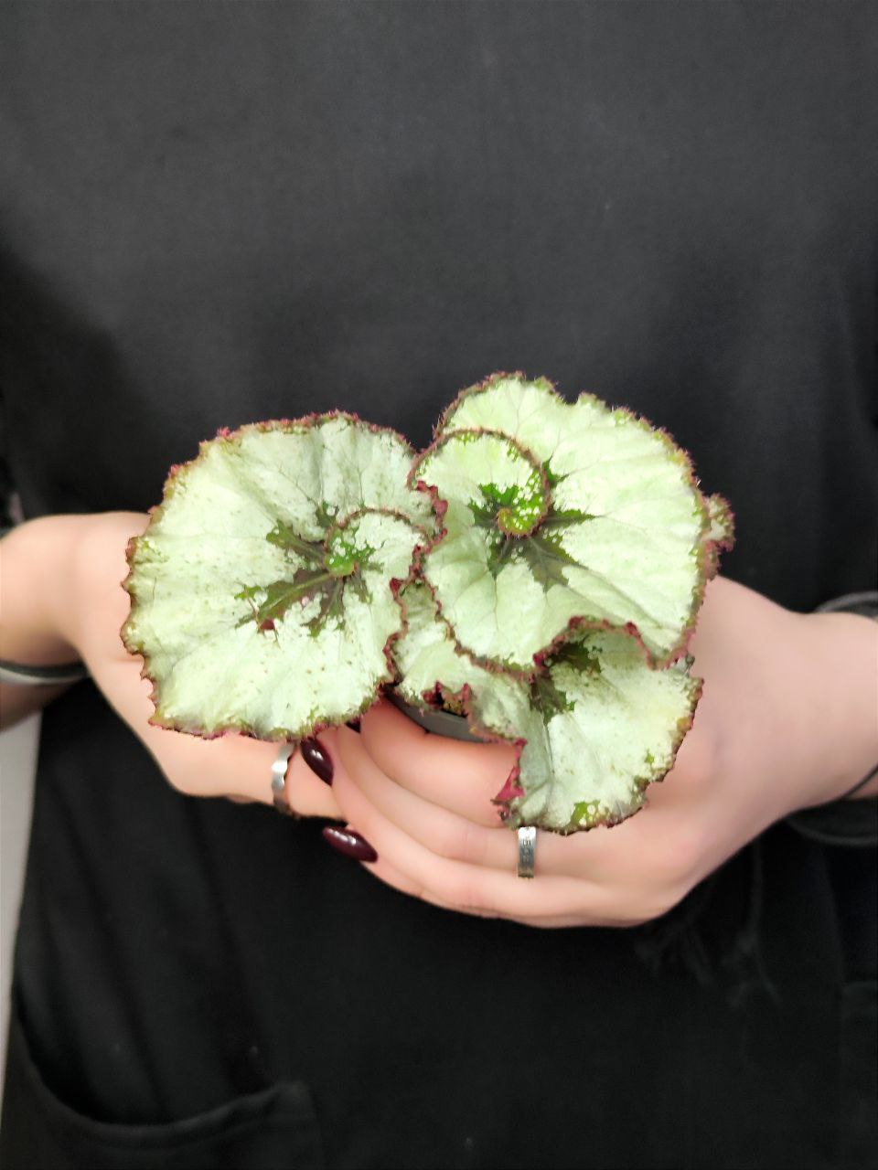 Бегония Рекс Эскаргот (Begonia Rex Escargot) D6см