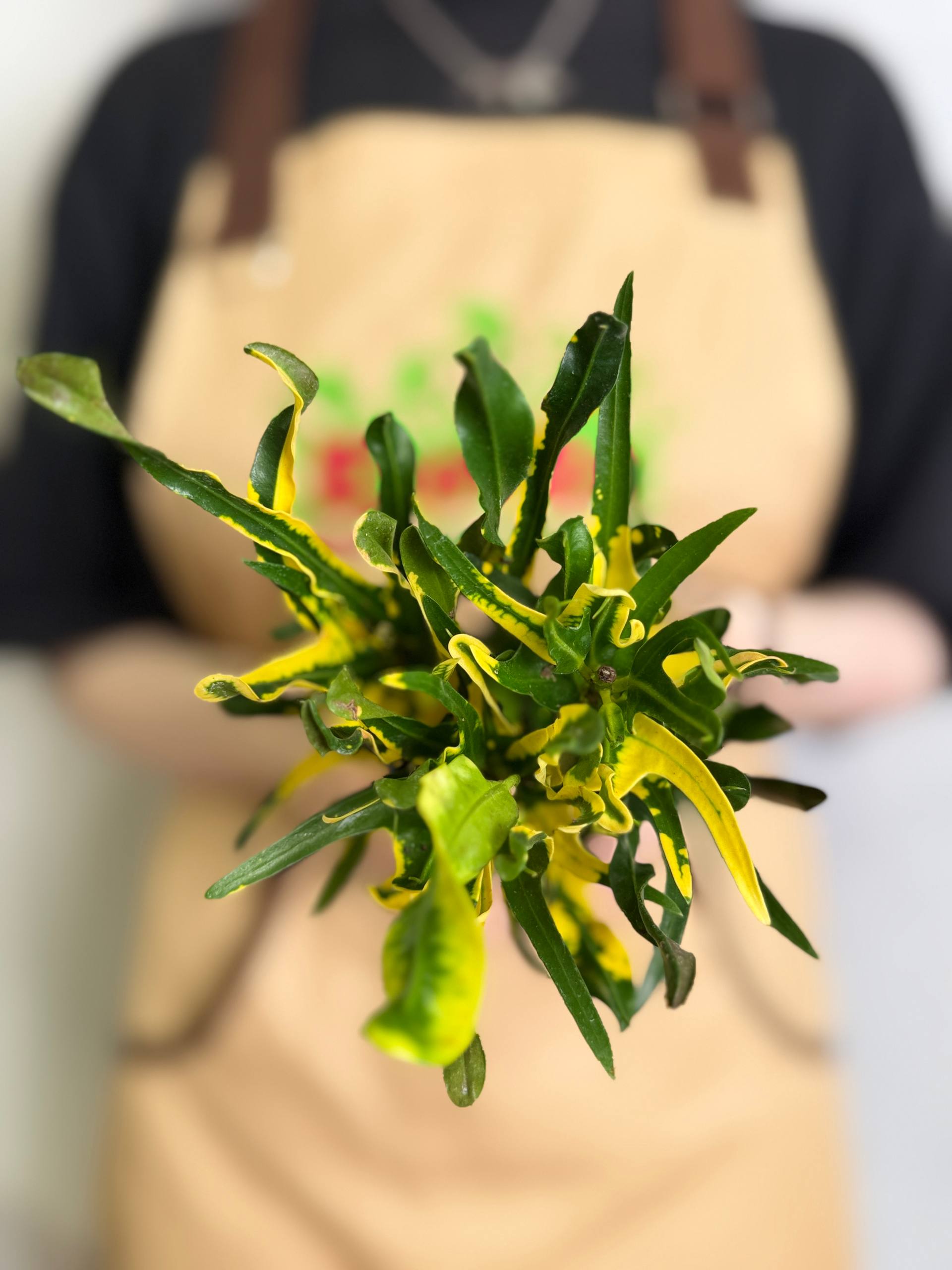 Кодиеум Пигтейл (Codiaeum Pigtail) D7см