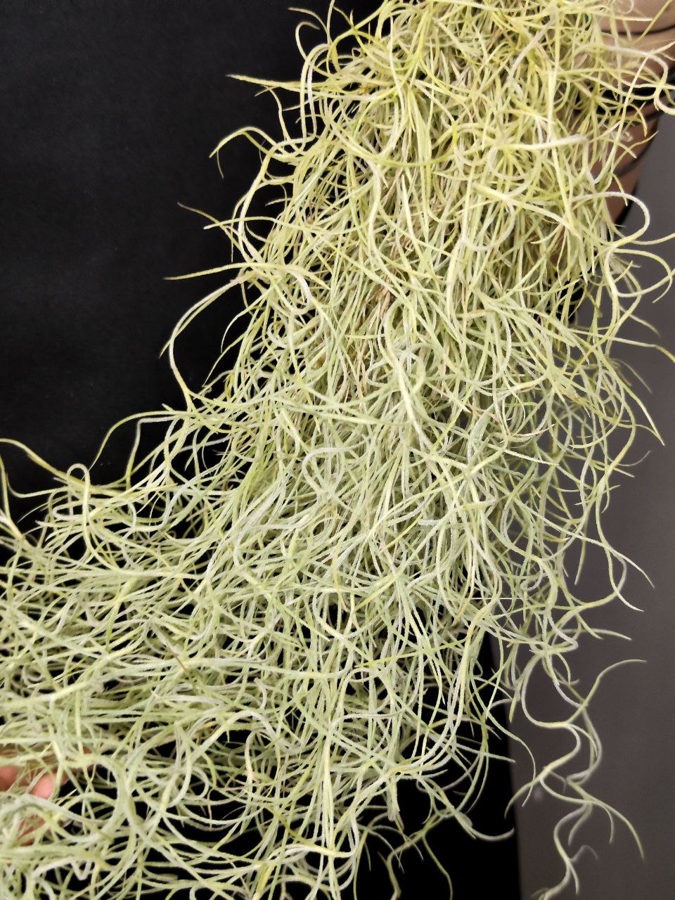 Тилландсия Уснеевидная (Tillandsia Usneoides)