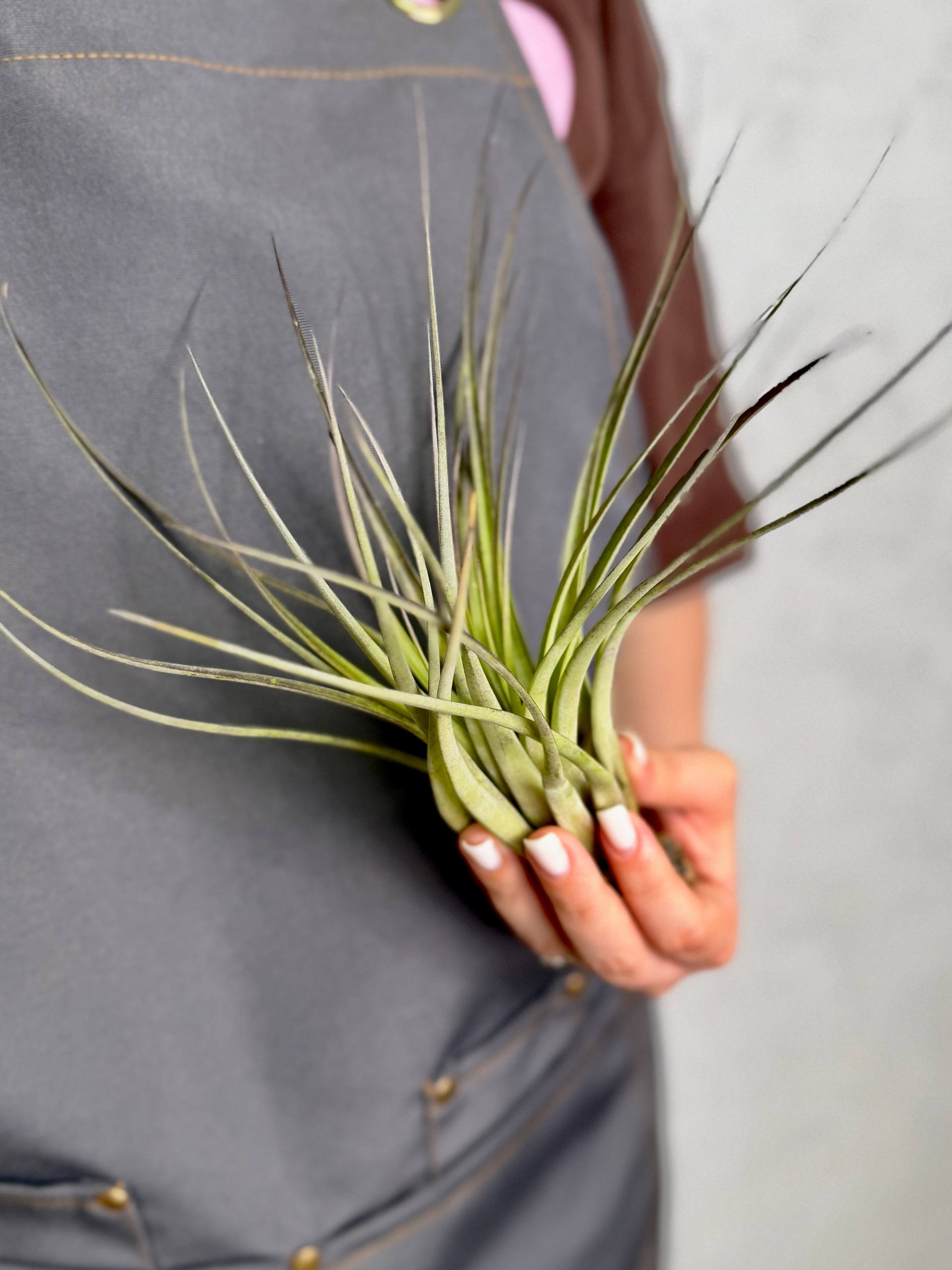 Тилландсия Капитата Блэк XL (Tillandsia Capitata Black XL)