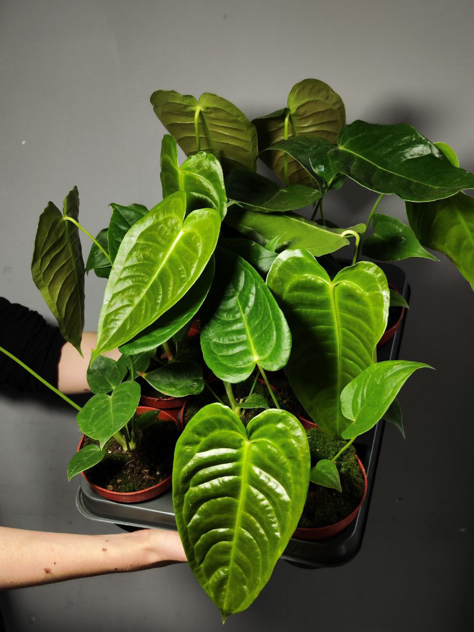 Антуриум Вейча, или Король Антуриум (Anthurium Veitchii) D12см
