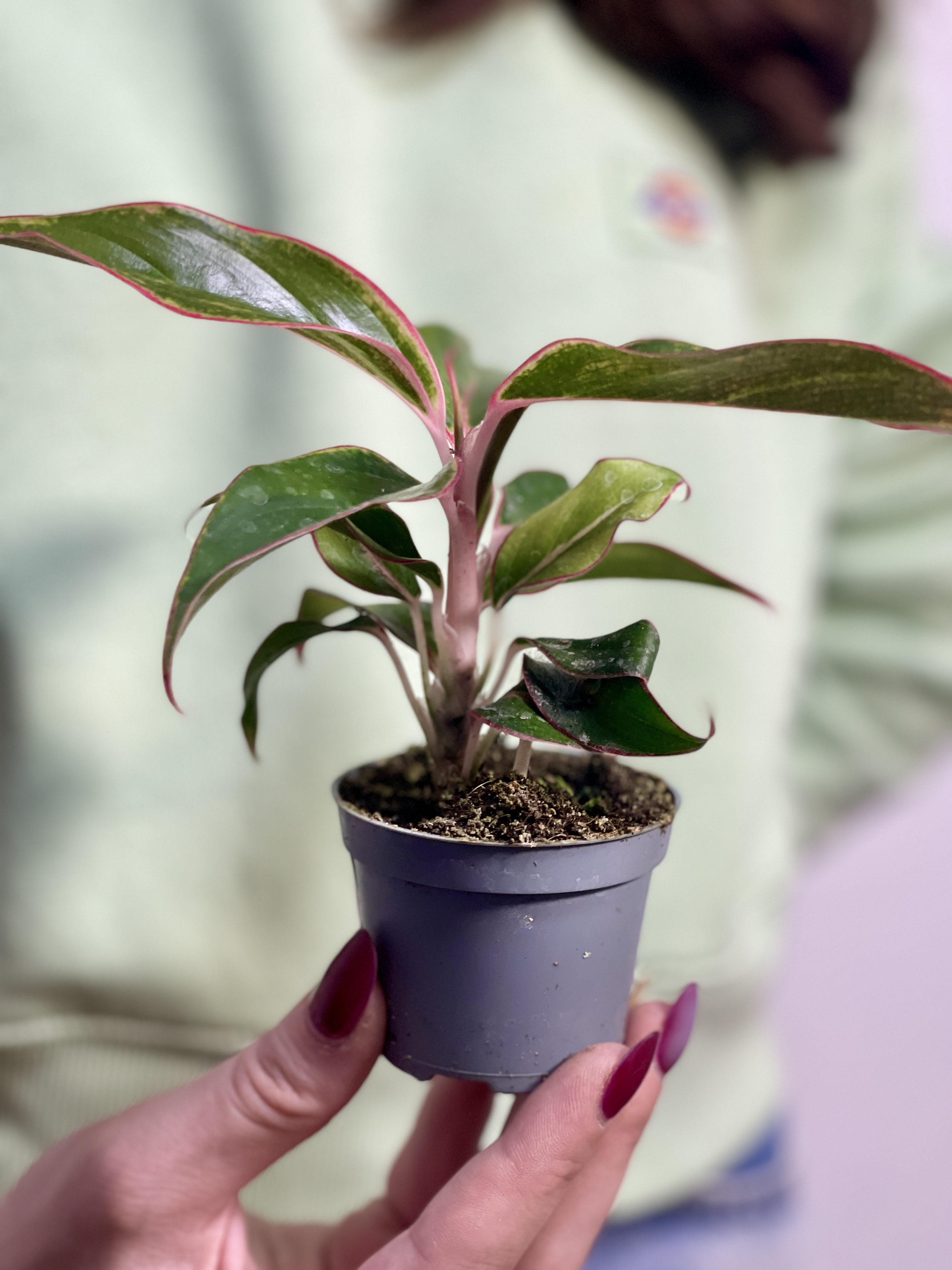 Аглаонема Сиам Аврора (Aglaonema Siam Aurora) D6см