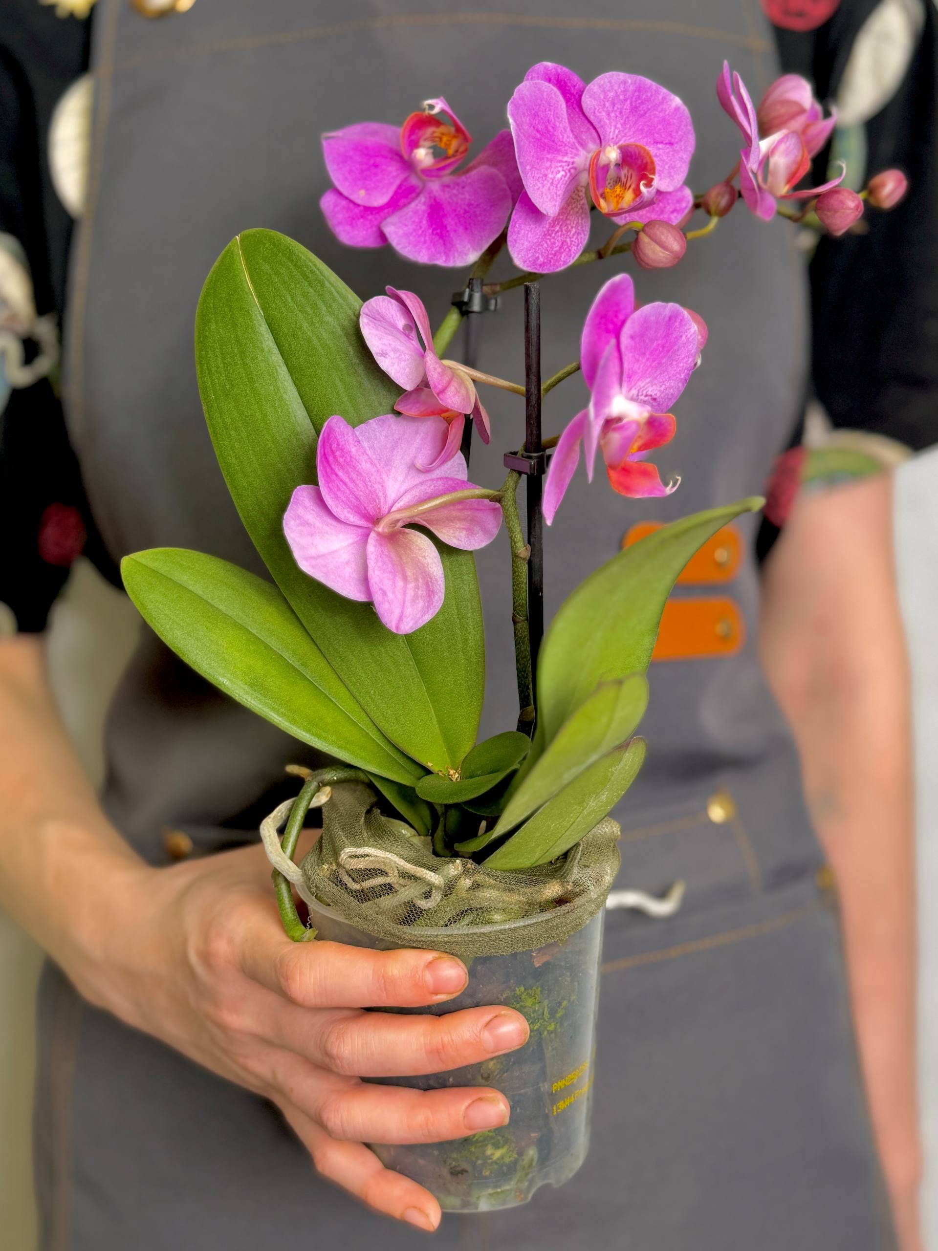 Орхидея Фаленопсис Пурпл Пинк (Phalaenopsis Purple Pink) D9см