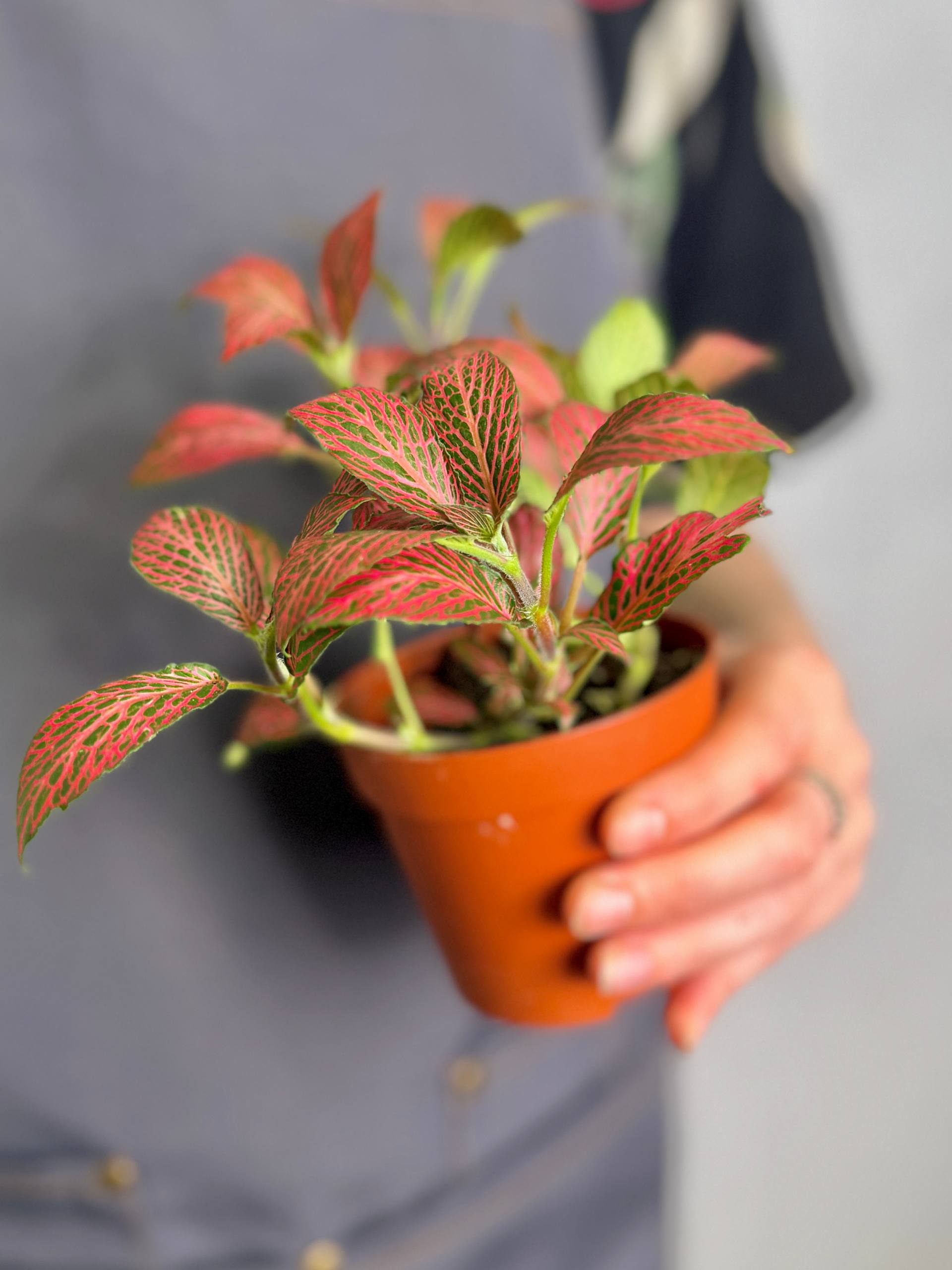 Фиттония Мозаик Пинк Даймонд (Fittonia Mosaic Pink Diamond) D8,5см