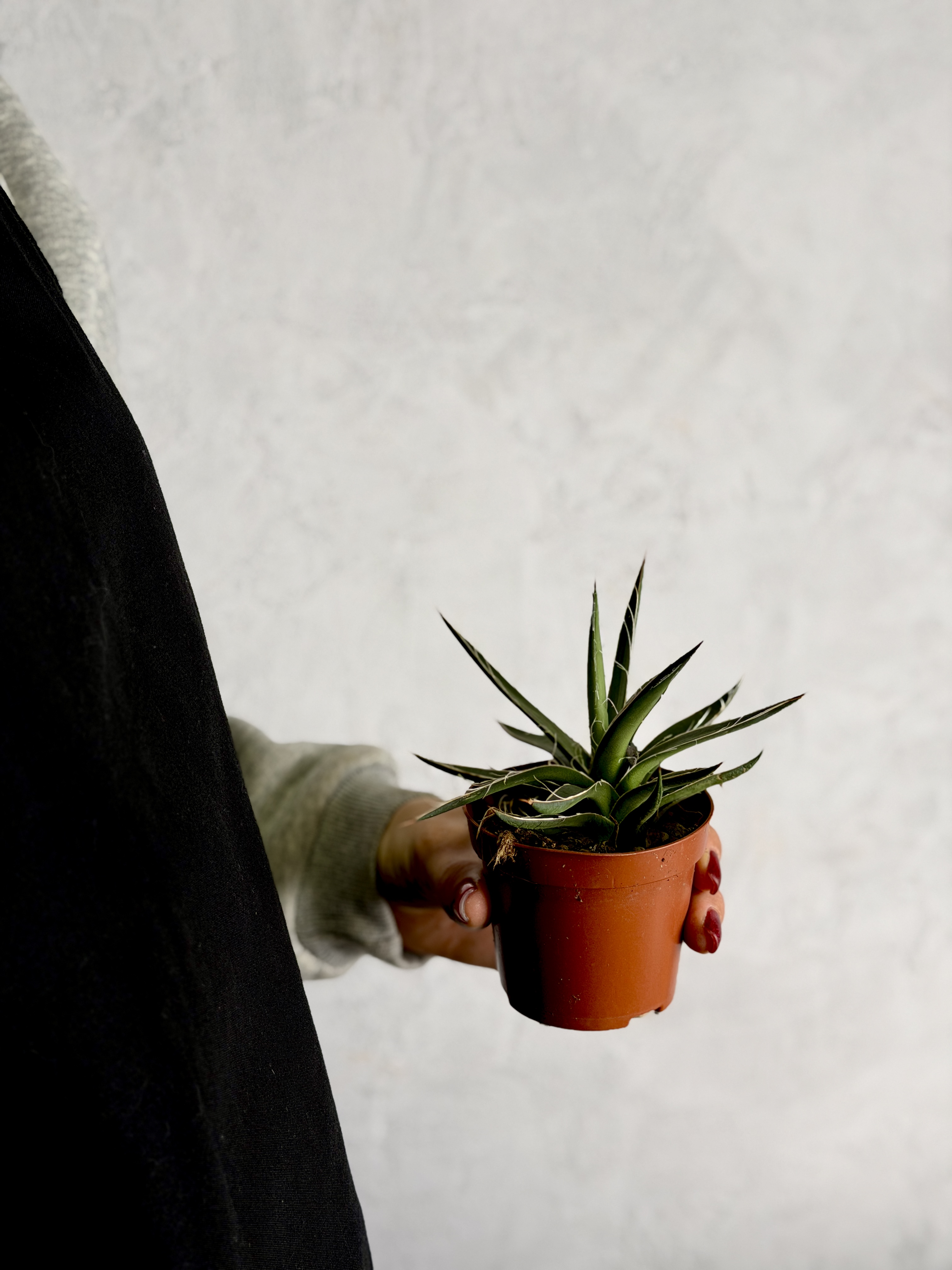 Агава Нитеносная (Agave Filifera) D8,5см