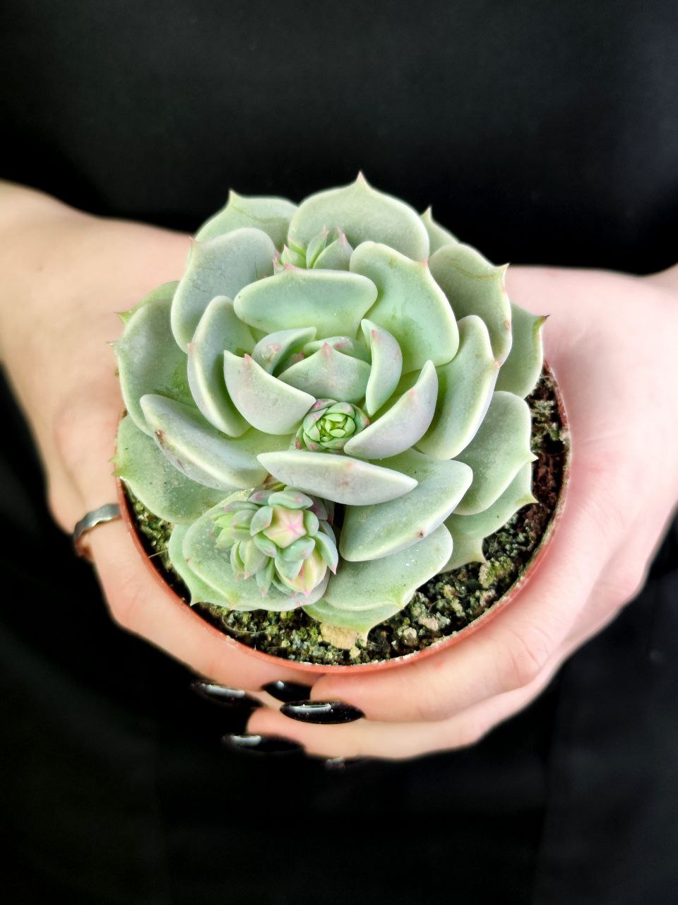 Эхеверия Лола (Echeveria Lola) D8,5см