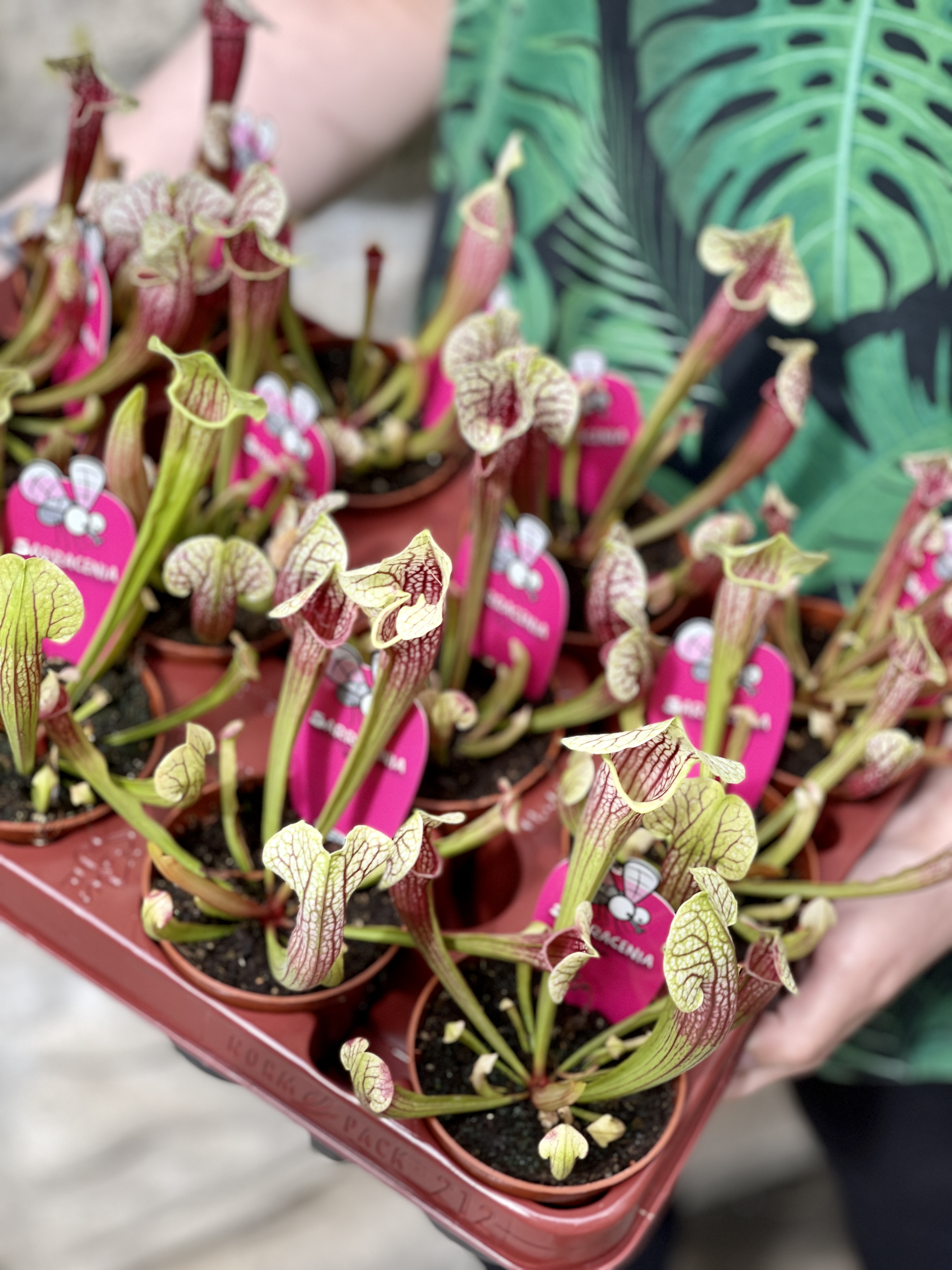 Саррацения Эва (Sarracenia Eva) D9см