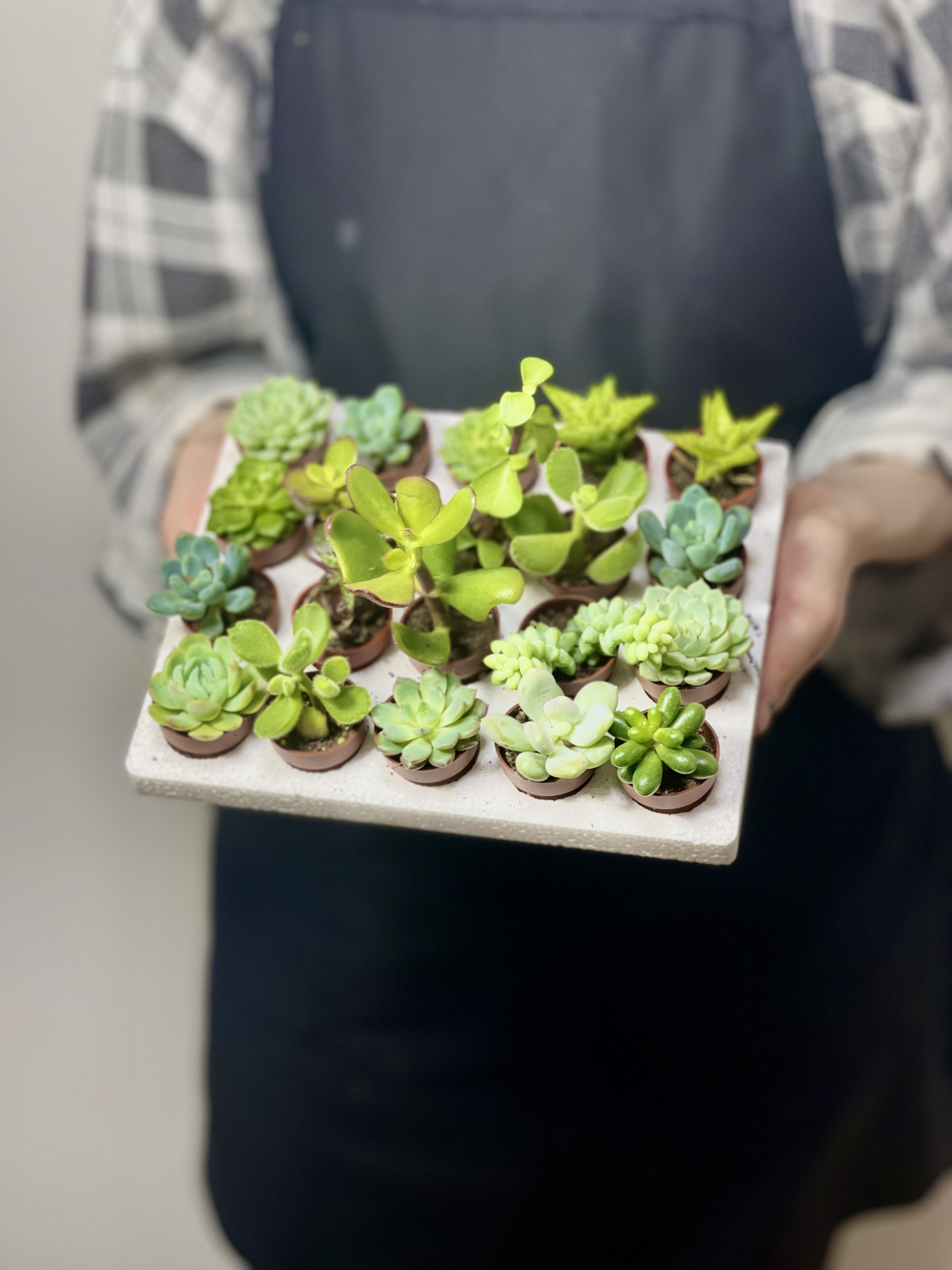 Суккулент Мини Микс (Succulent Mini Mix) D4см