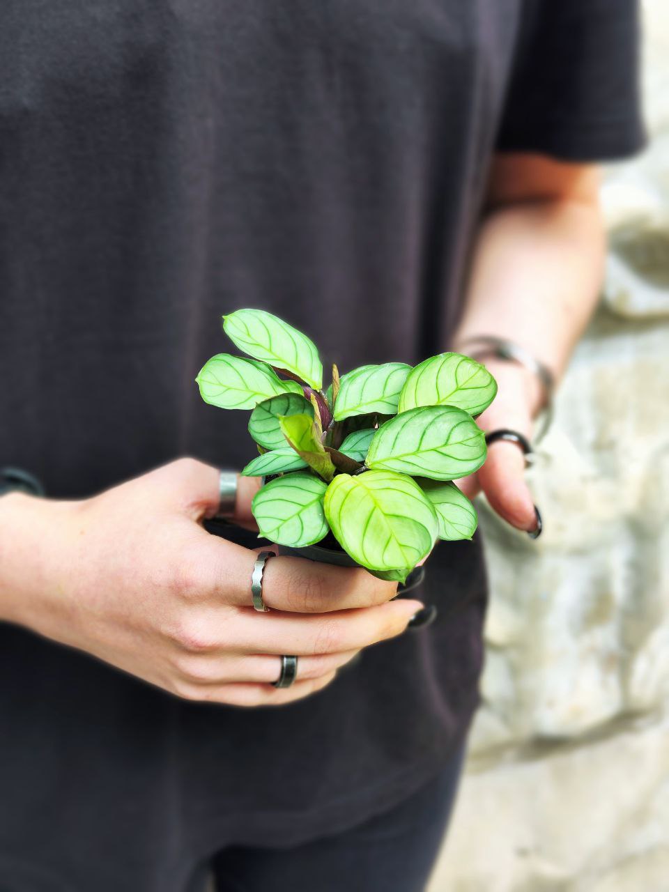 Маранта Амабилис Минт (Maranta Leuconeura Amabilis Mint) D6см