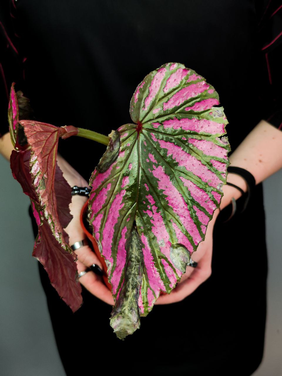 Бегония Бревиримоза Экзотика (Begonia Brevirimosa Exotica) D12см