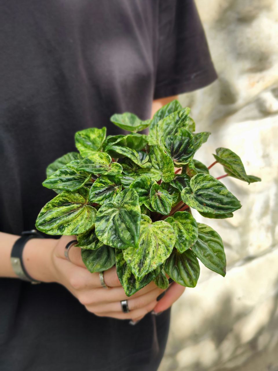 Пеперомия Буэнос Айрес (Peperomia Buenos Aires) D11см