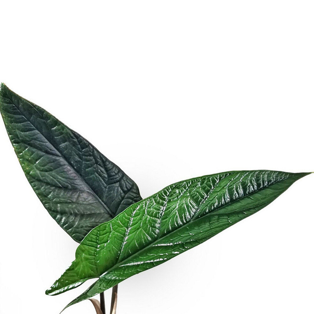 Алоказия Скальпрум (Alocasia Scalprum) D6см