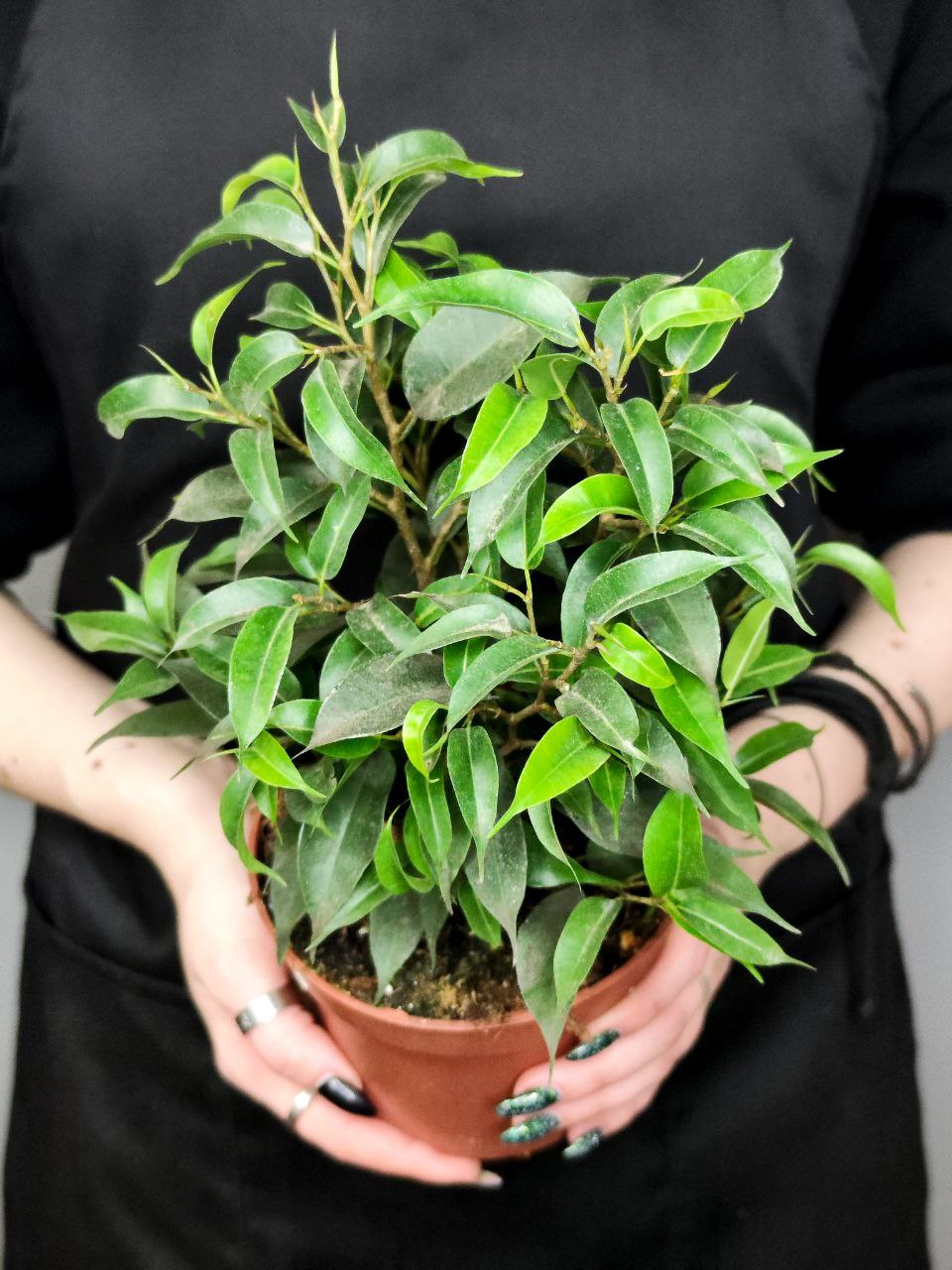 Фикус Бенджамина Наташа (Ficus Benjamina Natasja) D12см