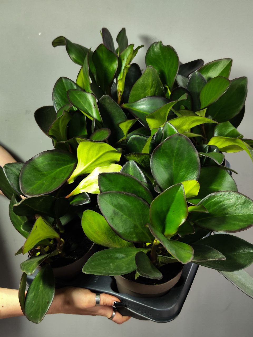Пеперомия Клузиелистная Ред Маргин (Peperomia Сlusiifolia Red Margin) D12см